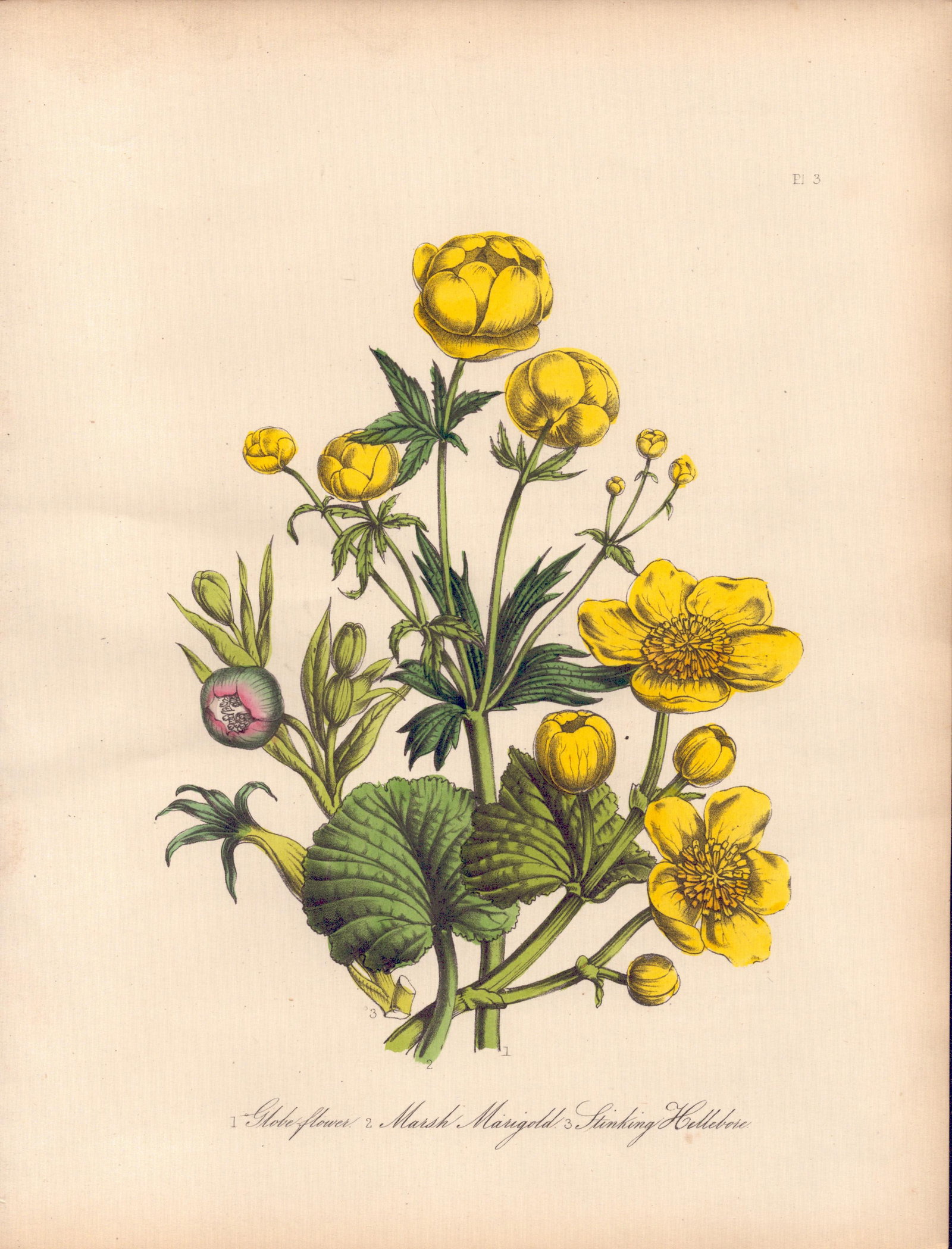 Rare 165-Yr-Old Antique Wildflower Gilt-Edged Illustration Jane Webb Loudon -3. (1 of 2)
