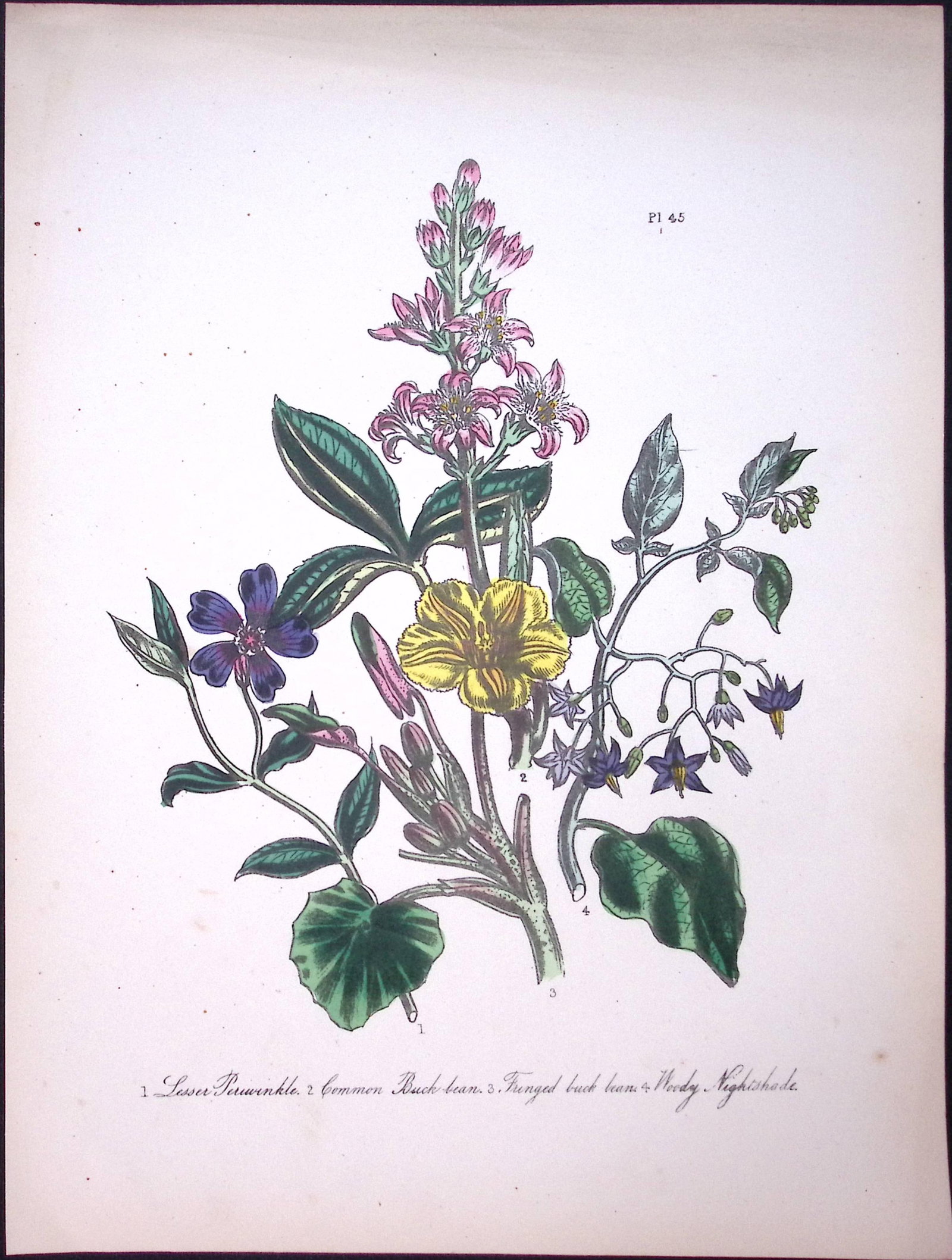 Rare 165-Yr-Old Antique Wildflower Gilt-Edged Illustration Jane Webb Loudon-45-A (1 of 2)