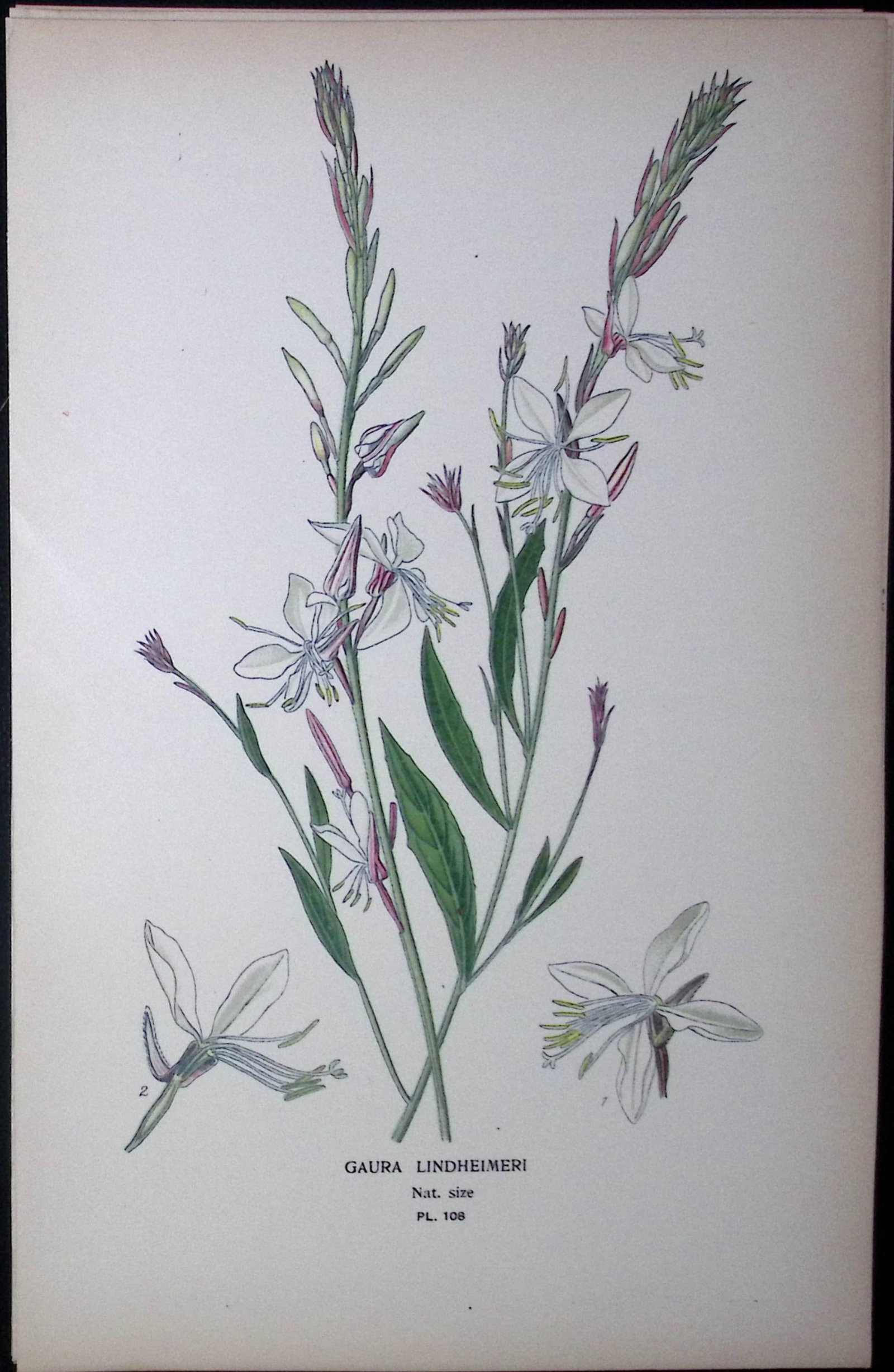 Gaura Lindheimeri Edward Step Rare Antique Botanical Book Plate-108: Title: Gaura Lindheimeri Edward Step Rare Antique Botanical Book Plate-108 Description: This Rare Beautiful Chromolithograph Was Removed from a Circa 1897 Antique Edition of. The Favourite Flow