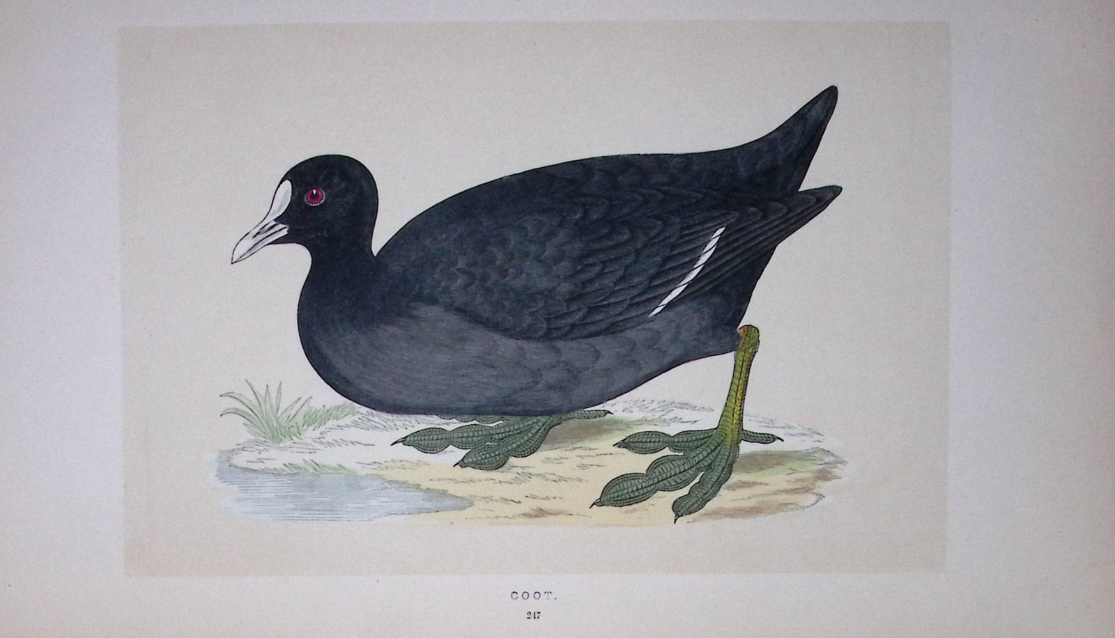 Coot Bird- Rev Morris First Edition Antique Woodblock Engraving-66 (1 of 1)