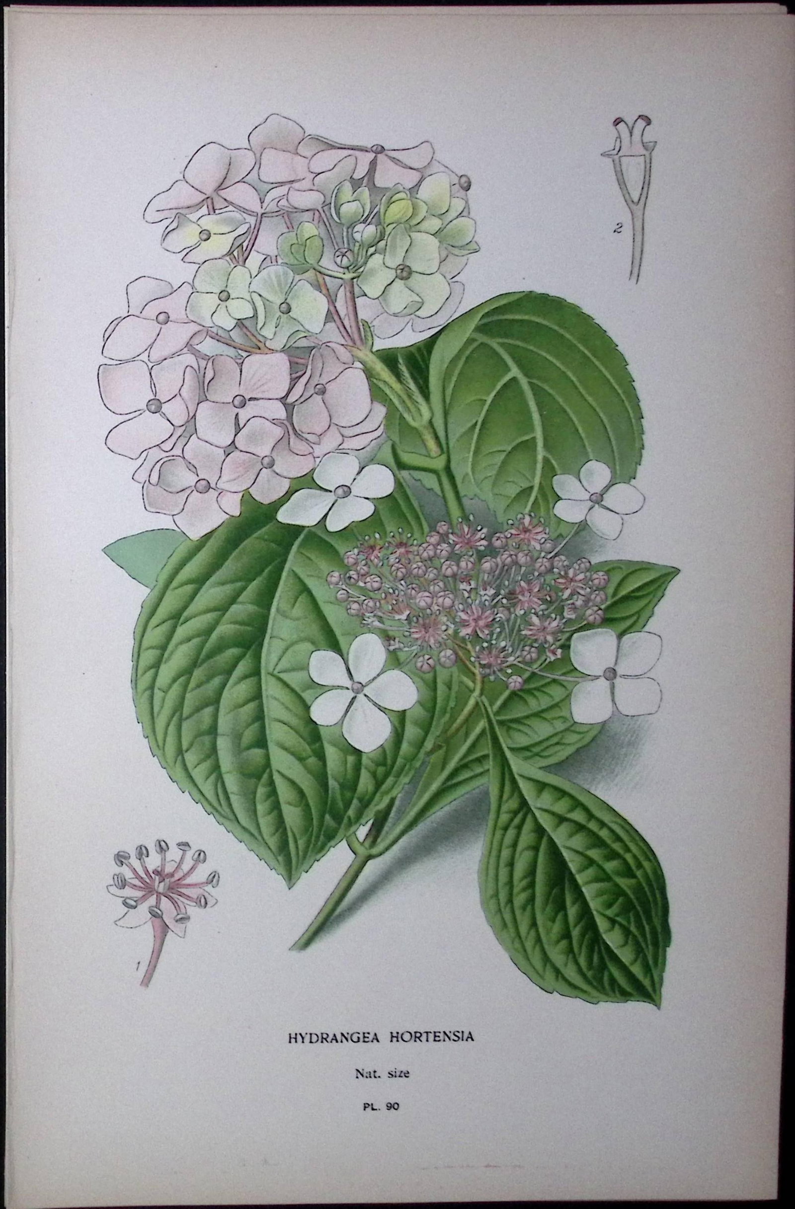 Hydrangea Hortensia Edward Step Rare Antique Botanical Book Plate-90: Title: Hydrangea Hortensia Edward Step Rare Antique Botanical Book Plate-90 Description: This Rare Beautiful Chromolithograph Was Removed from a Circa 1897 Antique Edition of. The Favourit