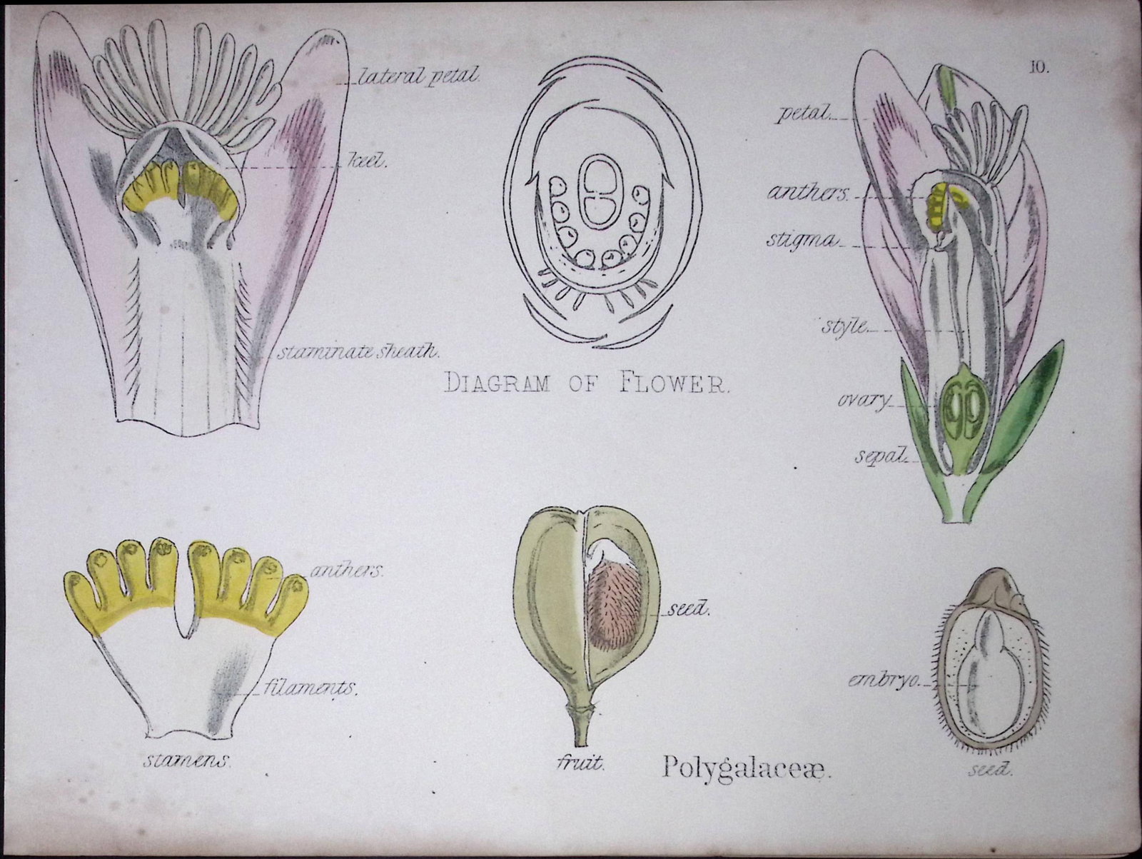 Milkworts Botanical Flower Diagram Rare Antique First Edition Illustration-10: Title: Milkworts Botanical Flower Diagram Rare Antique First Edition Illustration-10 Description: 150 Years-Old First Edition Hand-Coloured First Edition illustration by W. H. Fitch with