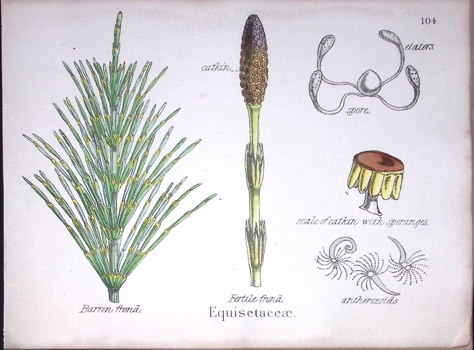 Horsetail Family Botanical Flower Diagram Rare Antique First Edition Illustration-104: Title: Horsetail Family Botanical Flower Diagram Rare Antique First Edition Illustration-104 Description: 150 Years-Old First Edition Hand-Coloured First Edition illustration by W. H. Fitch