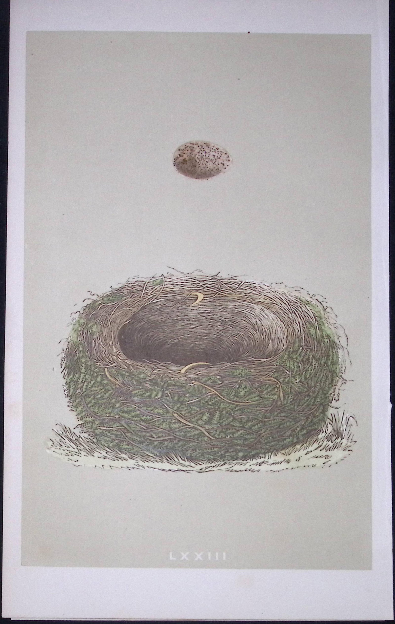Rev Morris Wood Lark Bird Nest & Egg Antique Woodblock Engraving-20: Title: Rev Morris Wood Lark Bird Nest & Egg Antique Woodblock Engraving-20 Description: This Original Antique Colour Engraved Plate Was Removed from a First Edition of. The Rev FO Morr
