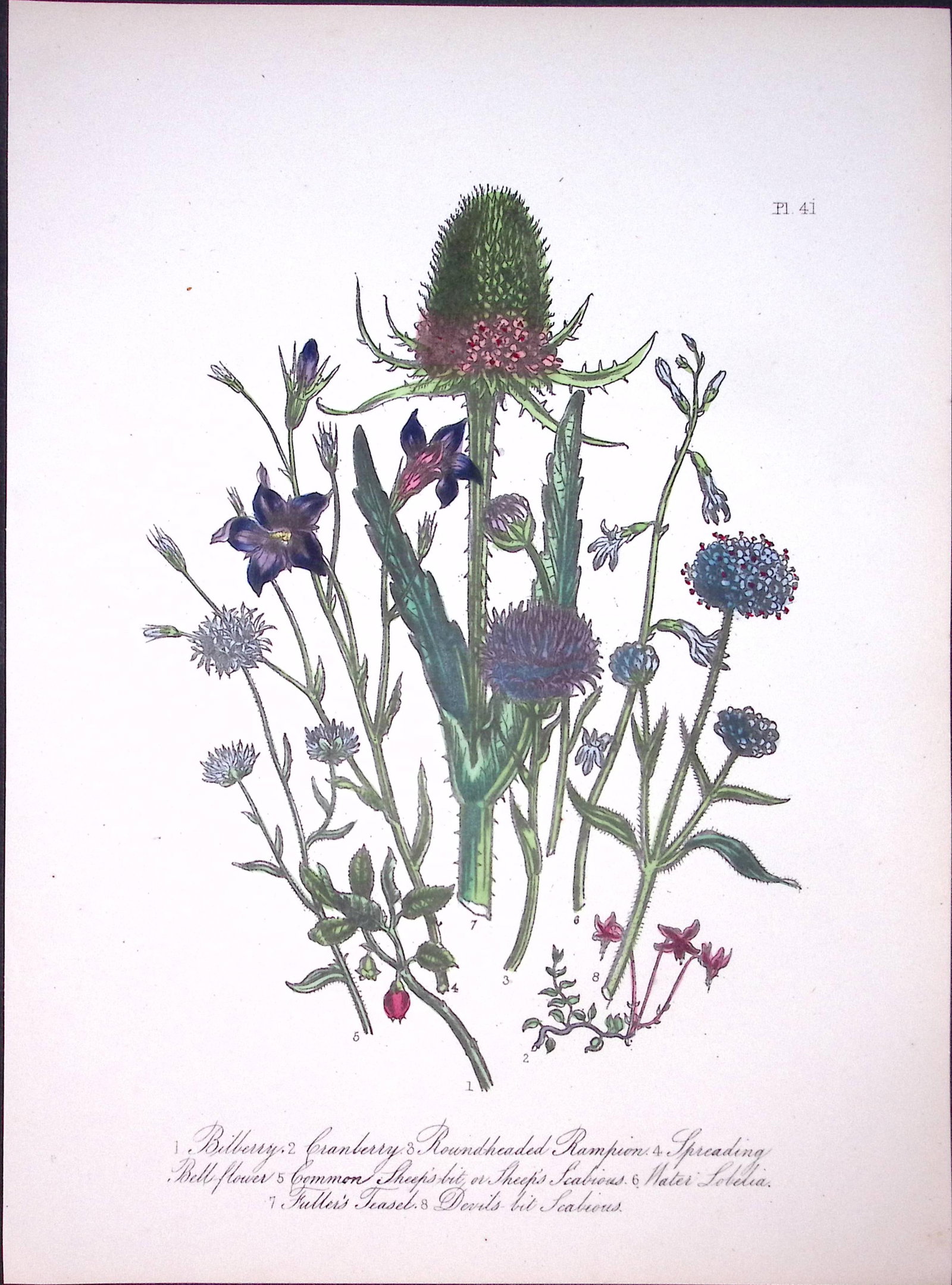 Rare 165-Yr-Old Antique Wildflower Gilt-Edged Illustration Jane Webb Loudon-41-A (1 of 2)