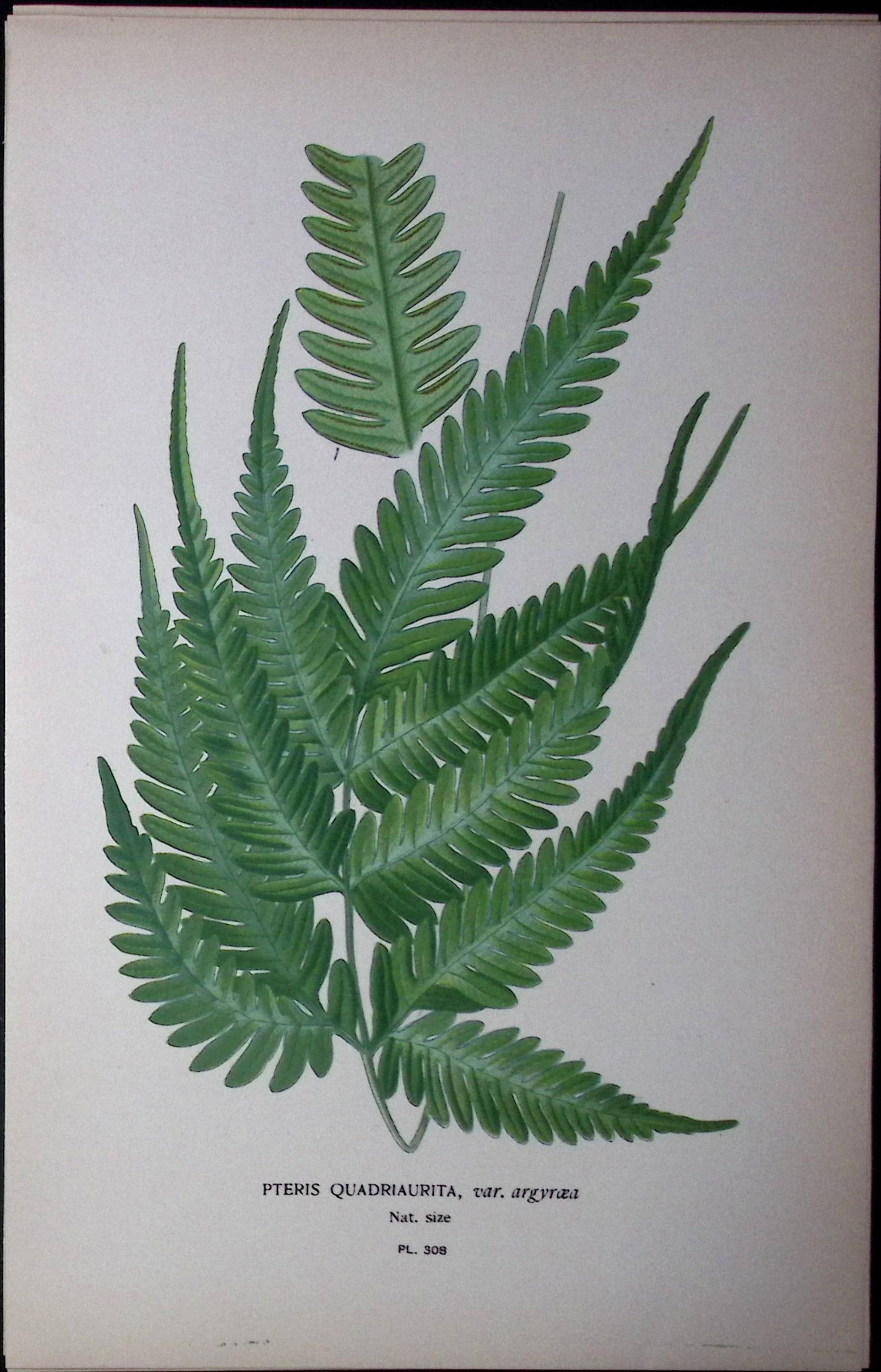 Variegated Brake Fern Edward Step Rare Antique Botanical Book Plate-308: Title: Variegated Brake Fern Edward Step Rare Antique Botanical Book Plate-308 Description: This Rare Beautiful Chromolithograph Was Removed from a Circa 1897 Antique Edition of. The Favourite