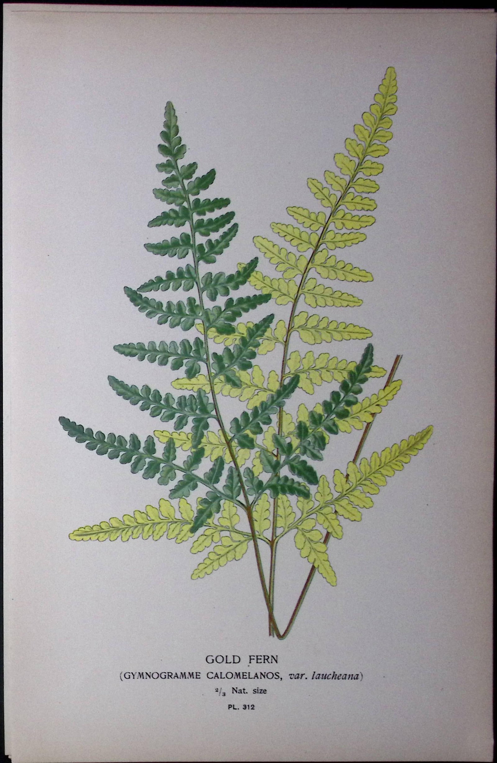Gold Fern Edward Step Rare Antique Botanical Book Plate-312: Title: Gold Fern Edward Step Rare Antique Botanical Book Plate-312 Description: This Rare Beautiful Chromolithograph Was Removed from a Circa 1897 Antique Edition of. The Favourite Flowers of G