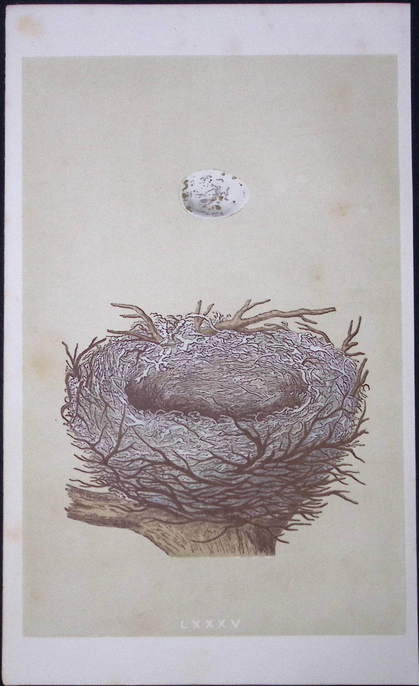 Rev Morris Hawfinch Bird Nest & Egg Antique Woodblock Engraving-3: Title: Rev Morris Hawfinch Bird Nest & Egg Antique Woodblock Engraving-3 Description: This Original Antique Colour Engraved Plate Was Removed from a First Edition of. The Rev FO Morris Natural