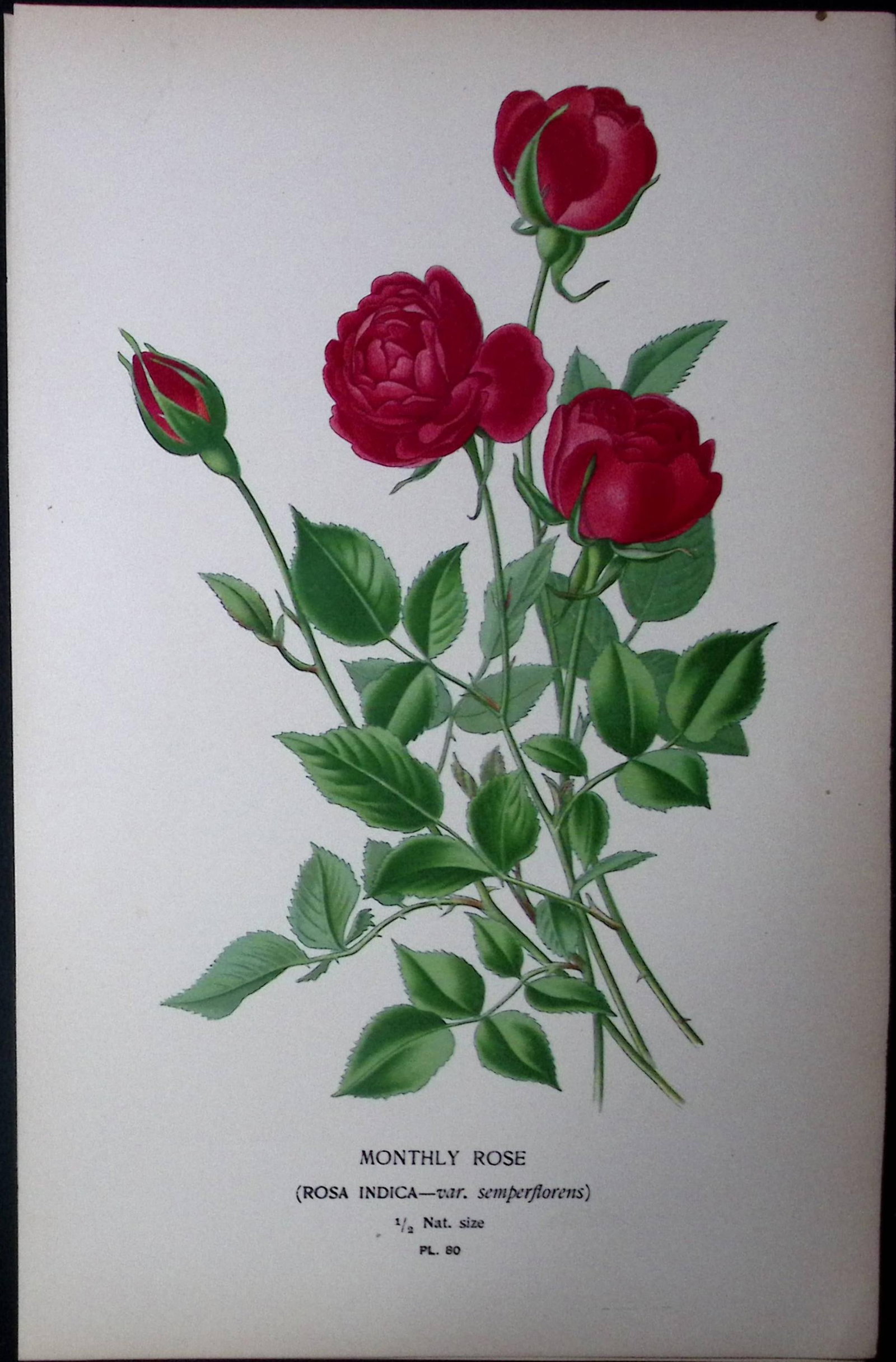 Monthly Rose Edward Step Rare Antique Botanical Book Plate-80: Title: Monthly Rose Edward Step Rare Antique Botanical Book Plate-80 Description: This Rare Beautiful Chromolithograph Was Removed from a Circa 1897 Antique Edition of. The Favourite Flowe