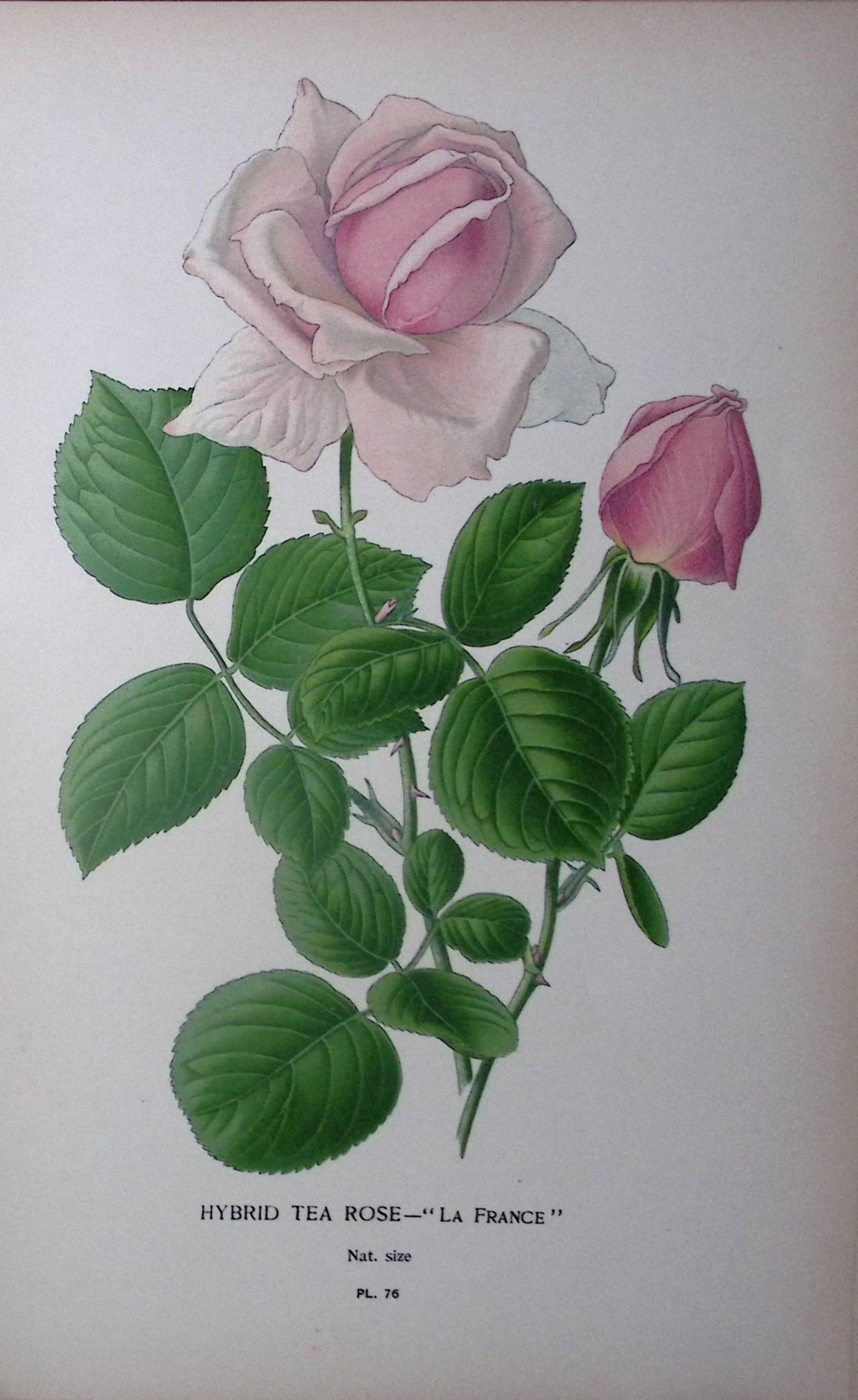 Hybrid Tea Rose Edward Step Rare Antique Botanical Book Plate-76: Title: Hybrid Tea Rose Edward Step Rare Antique Botanical Book Plate-76 Description: This Rare Beautiful Chromolithograph Was Removed from a Circa 1897 Antique Edition of. The Favourite Flowers of