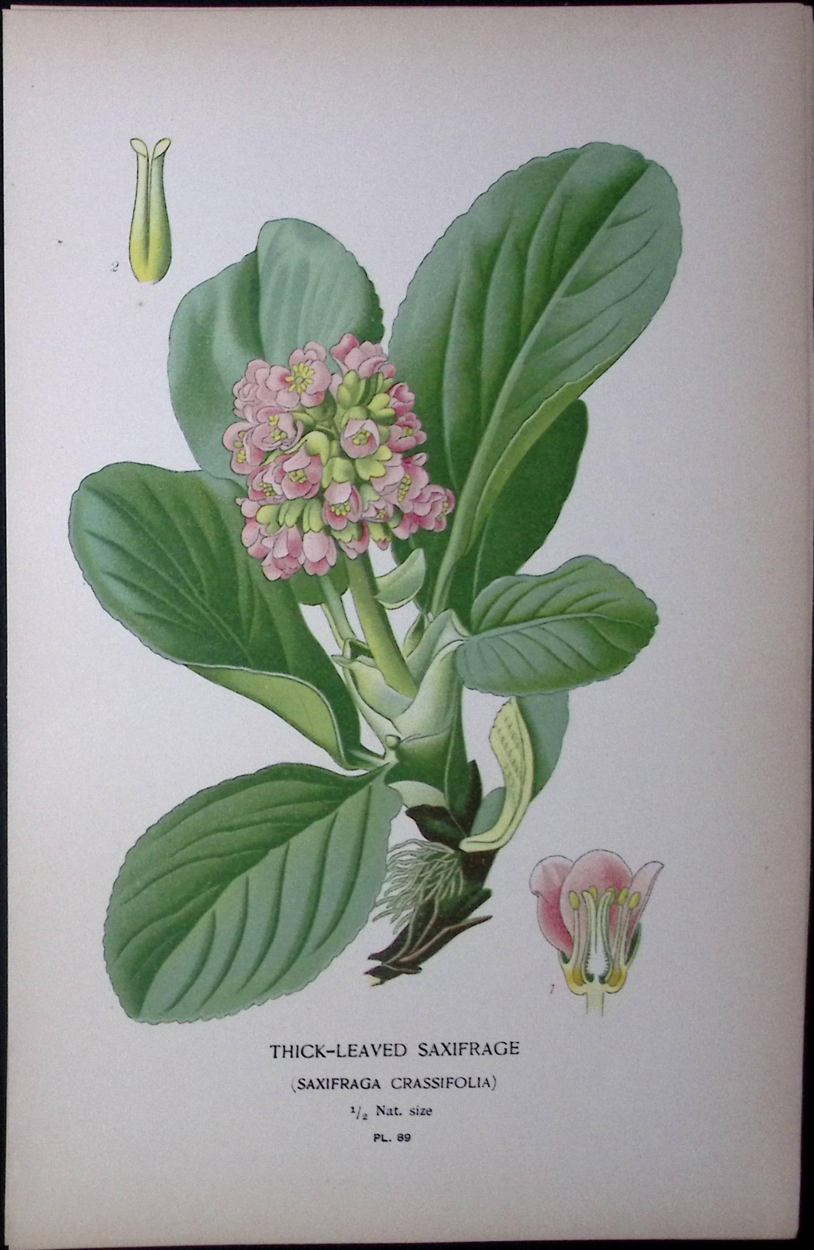 Thick Layered Saxifrage Edward Step Rare Antique Botanical Book Plate-89: Title: Thick Layered Saxifrage Edward Step Rare Antique Botanical Book Plate-89 Description: This Rare Beautiful Chromolithograph Was Removed from a Circa 1897 Antique Edition of. The Favourite
