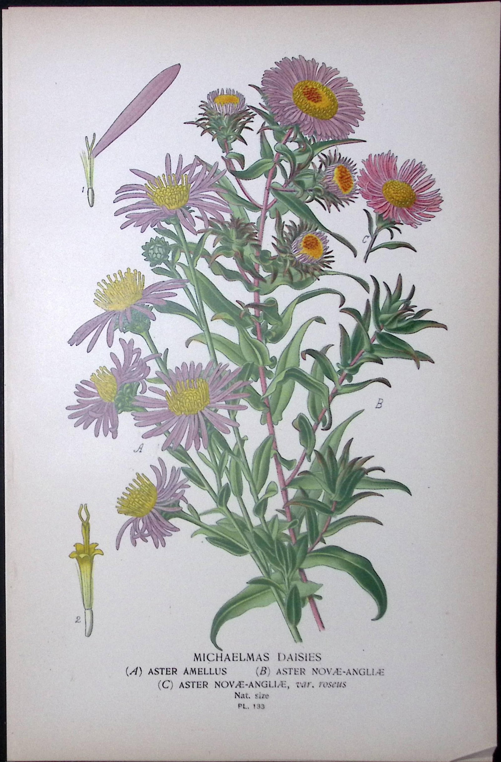 Michaelmas Daisies Edward Step Rare Antique Botanical Book Plate-133: Title: Michaelmas Daisies Edward Step Rare Antique Botanical Book Plate-133 Description: This Rare Beautiful Chromolithograph Was Removed from a Circa 1897 Antique Edition of. The Favourite Flowers