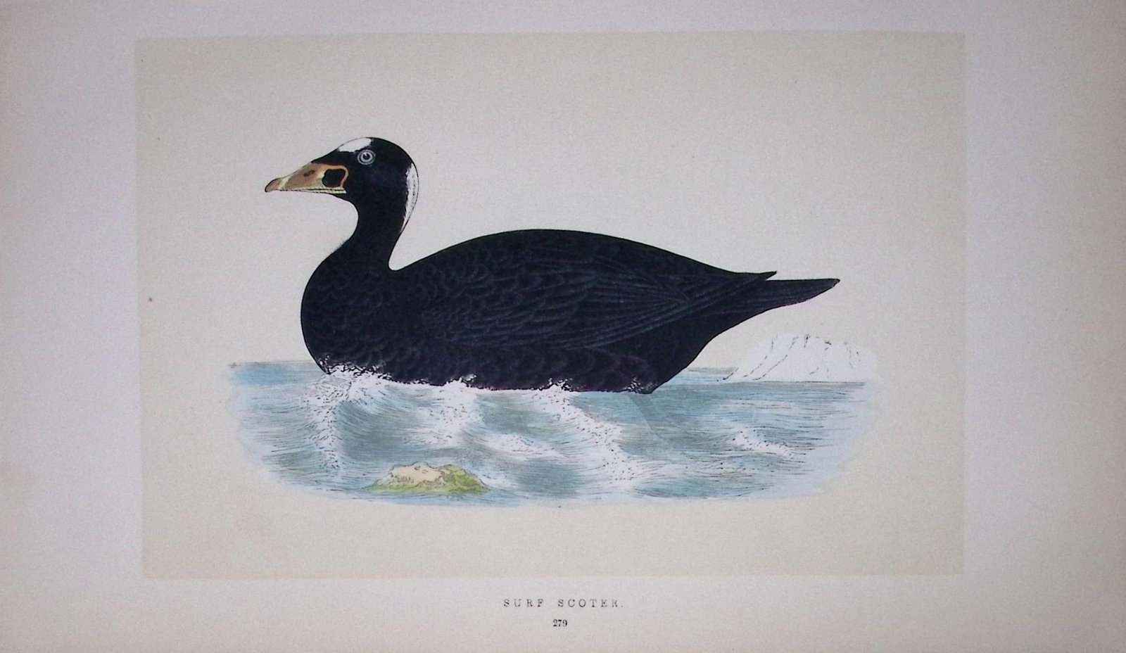 Surf Scoter Bird- Rev Morris First Edition Antique Woodblock Engraving-98 (1 of 1)