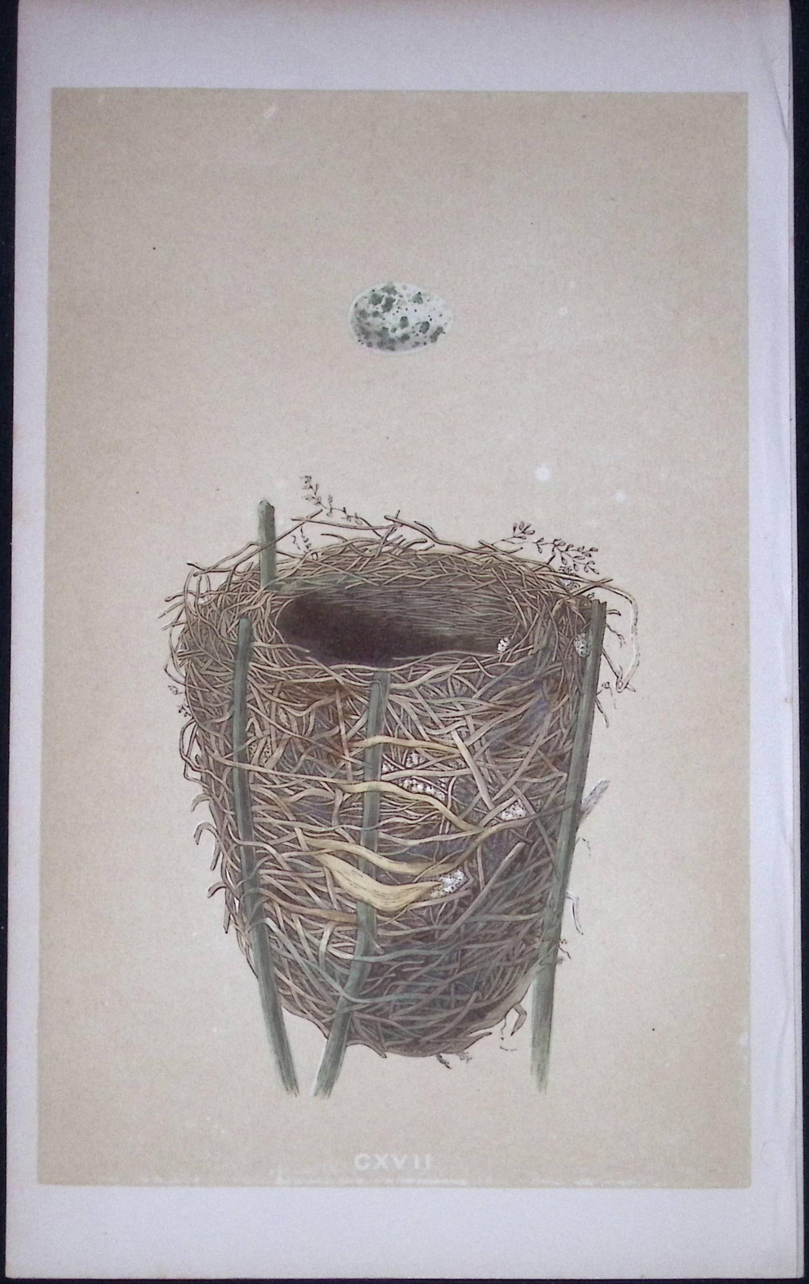 Rev Morris Reed Warbler Bird Nest & Egg Antique Woodblock Engraving-70 (1 of 2)