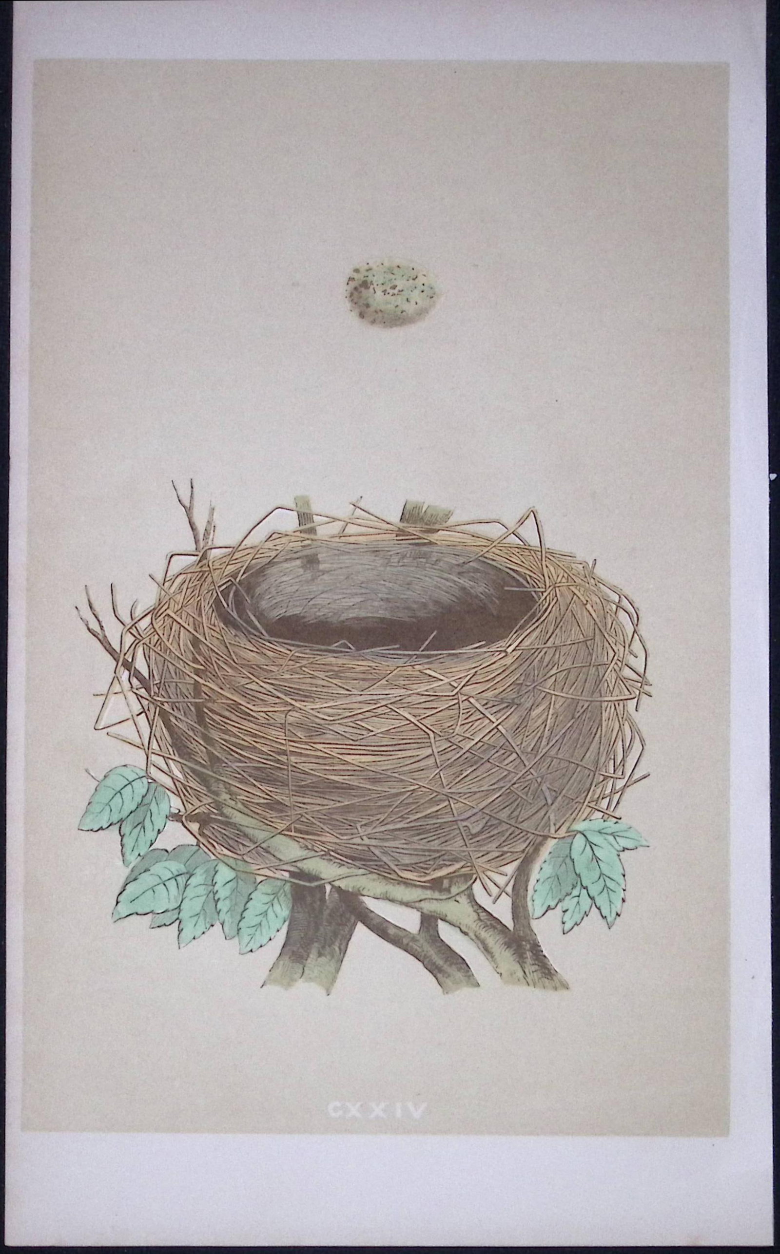 Rev Morris Whitethroat Bird Nest & Egg Antique Woodblock Engraving-72 (1 of 2)