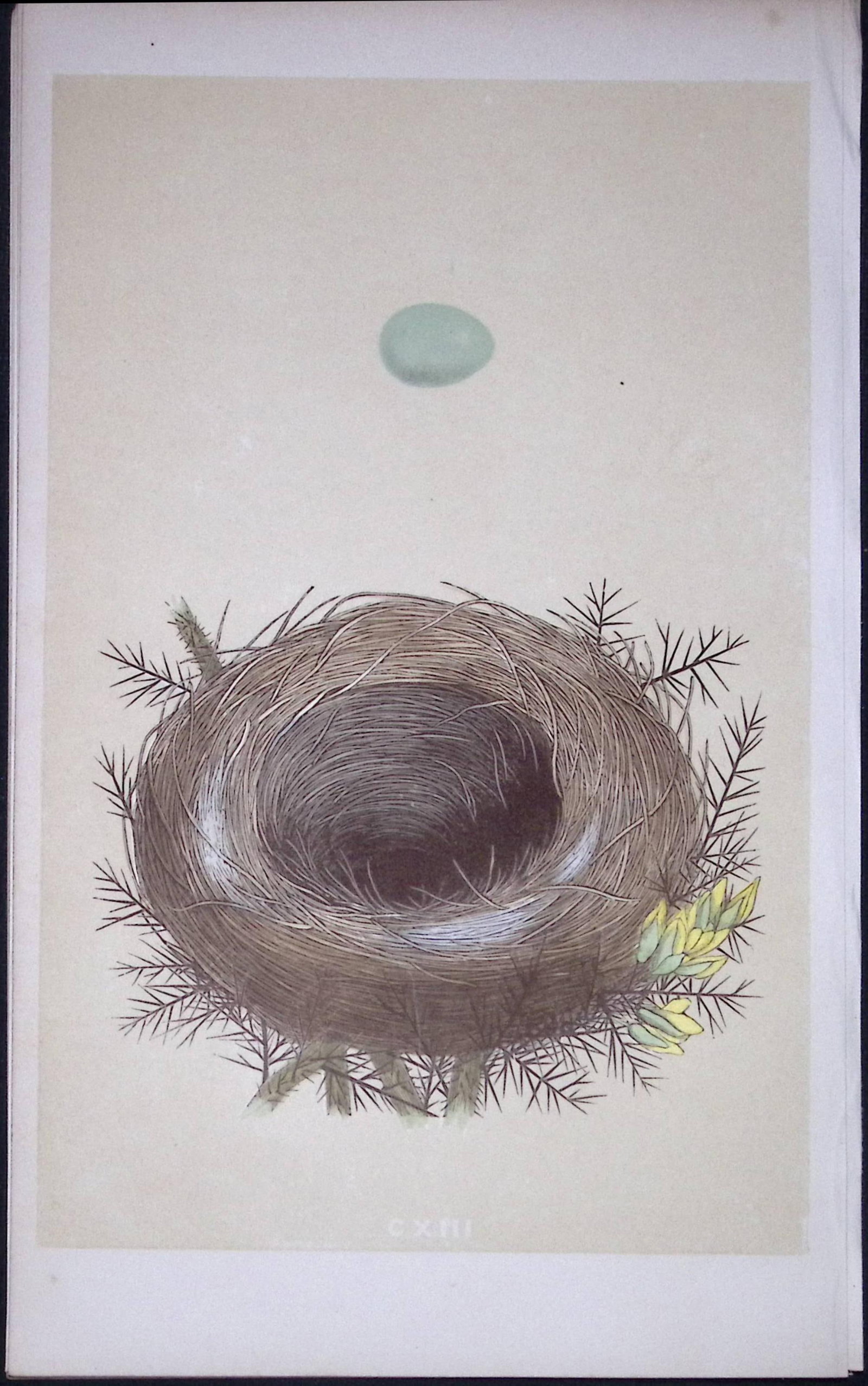 Rev Morris Whinchat Bird Nest & Egg Antique Woodblock Engraving-57: Title: Rev Morris Whinchat Bird Nest & Egg Antique Woodblock Engraving-57 Description: This Original Antique Colour Engraved Plate Was Removed from a First Edition of. The Rev FO Morris Natural