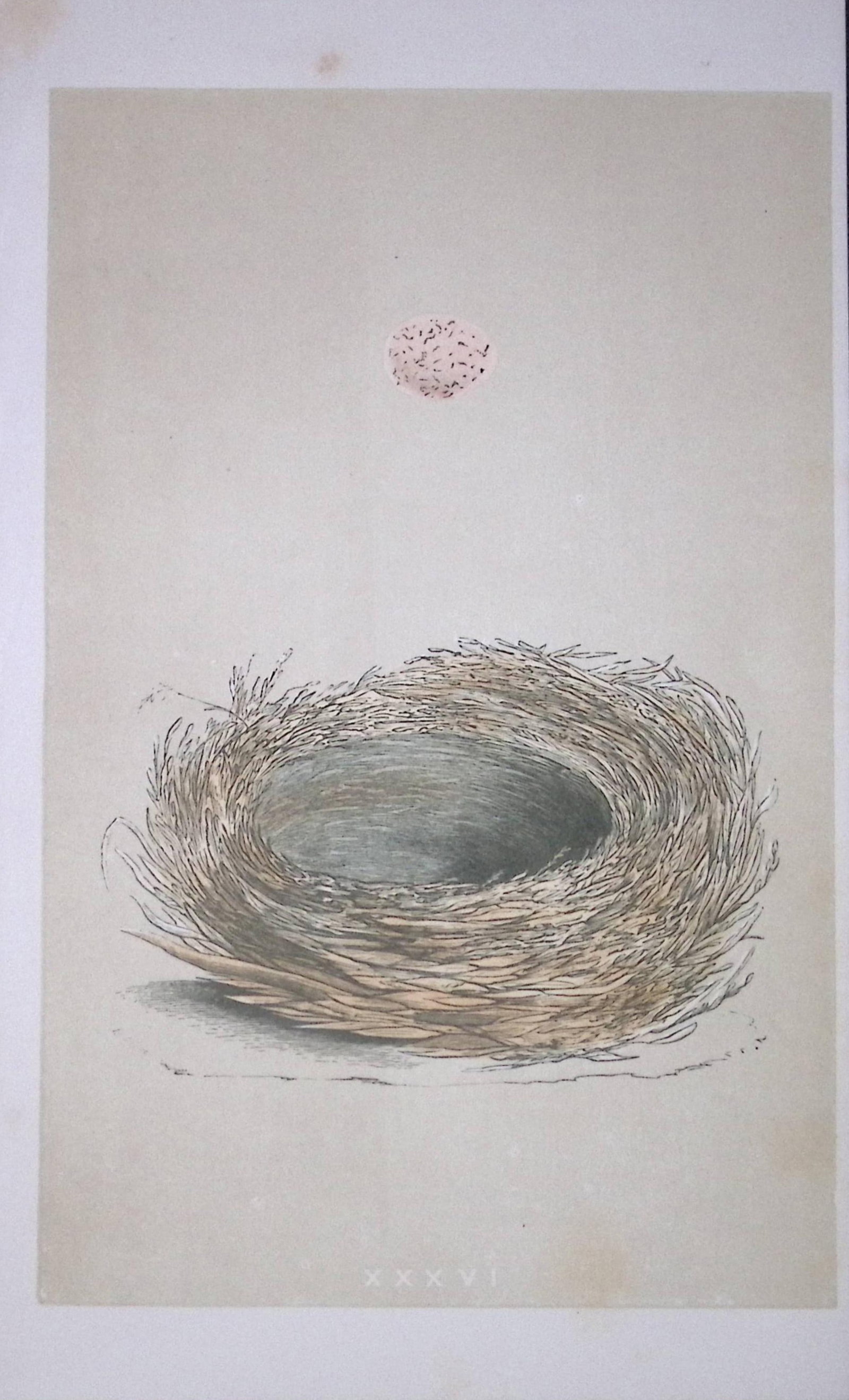 Rev Morris Bearded Tit Bird Nest & Egg Antique Woodblock Engraving-8d: Title: Rev Morris Bearded Tit Bird Nest & Egg Antique Woodblock Engraving-8d Description: This Original Antique Colour Engraved Plate Was Removed from a First Edition of. The Rev FO Morris