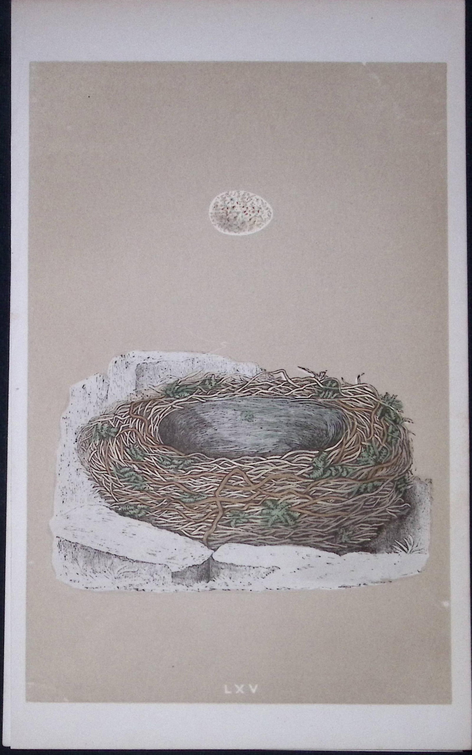 Rev Morris Great Wagtail Bird Nest & Egg Antique Woodblock Engraving-16: Title: Rev Morris Great Wagtail Bird Nest & Egg Antique Woodblock Engraving-16 Description: This Original Antique Colour Engraved Plate Was Removed from a First Edition of. The Rev FO Morris
