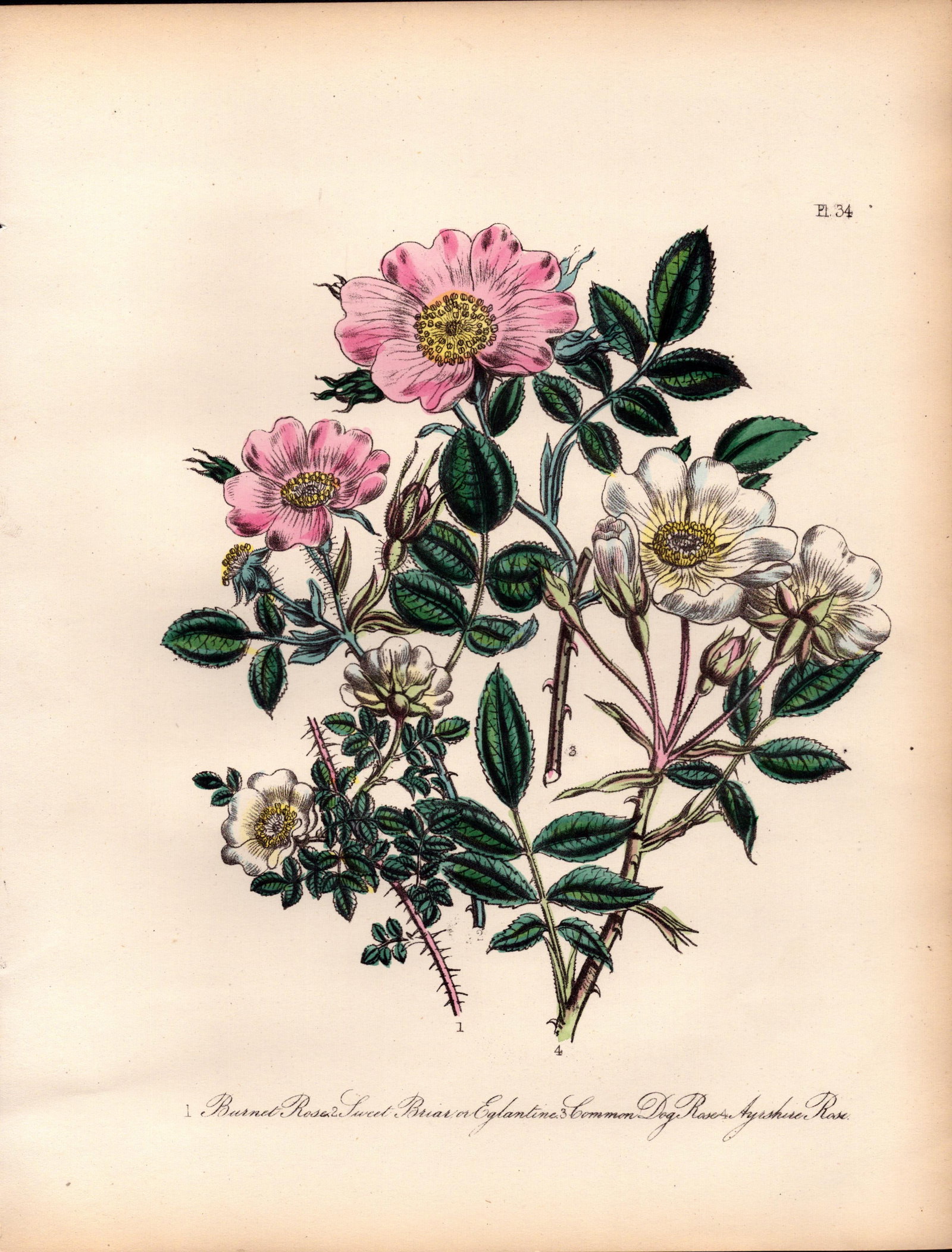 Rare 165-Yr-Old Antique Wildflower Gilt-Edged Illustration Jane Webb Loudon-34. (1 of 2)