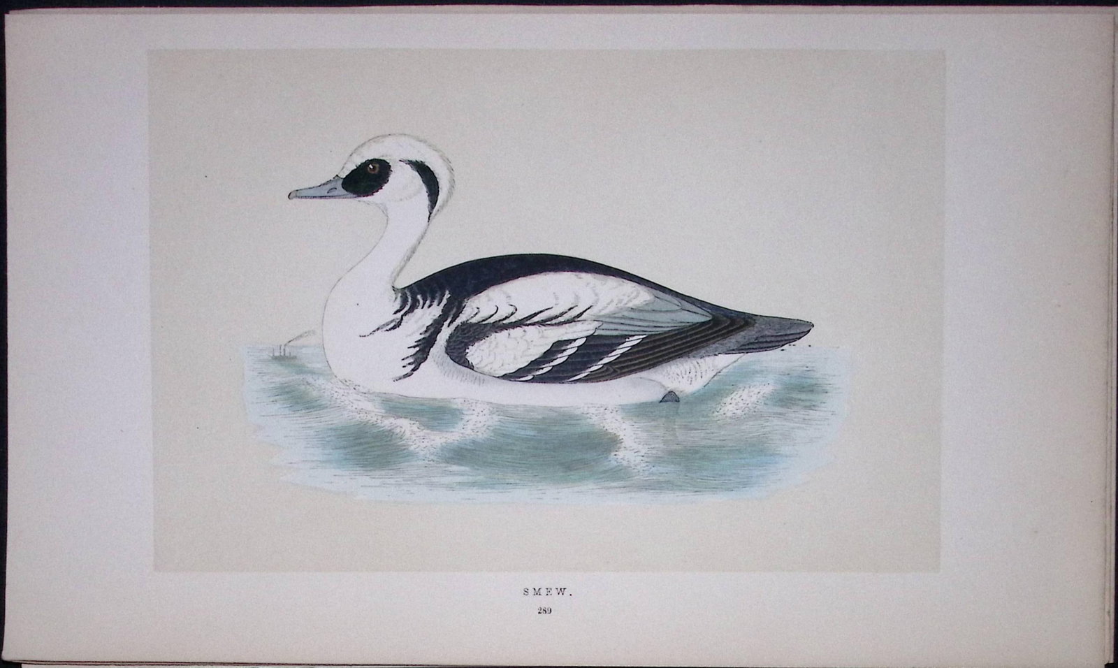 Smew Duck Bird- Rev Morris First Edition Antique Woodblock Engraving-108: Title: Smew Duck Bird- Rev Morris First Edition Antique Woodblock Engraving-108 Description: This Chromolithographic Woodblock Engraving Has Been Removed from a First Antique Edition of. Rev F
