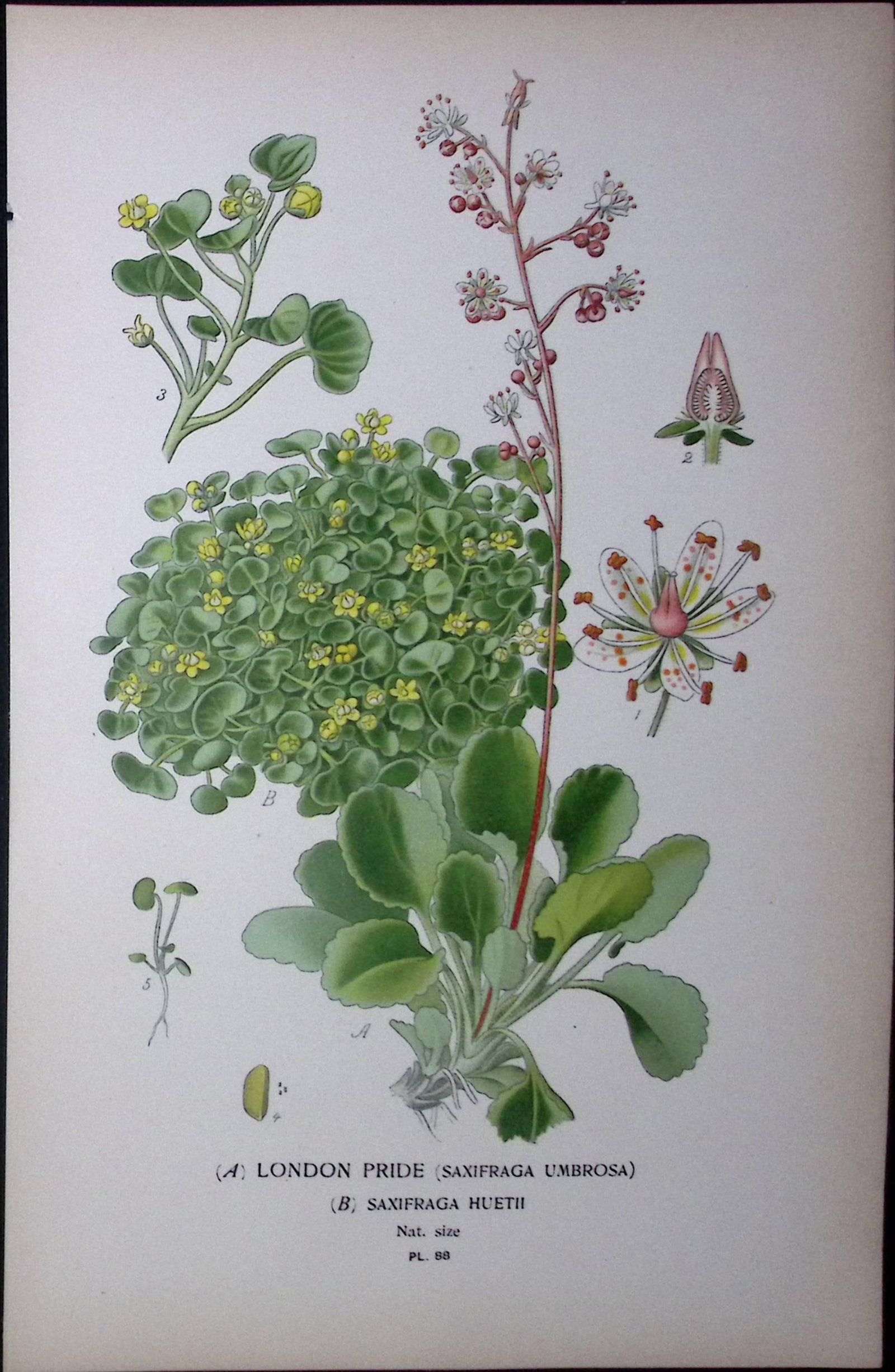 London Pride Edward Step Rare Antique Botanical Book Plate-88: Title: London Pride Edward Step Rare Antique Botanical Book Plate-88 Description: This Rare Beautiful Chromolithograph Was Removed from a Circa 1897 Antique Edition of. The Favourite Flowe