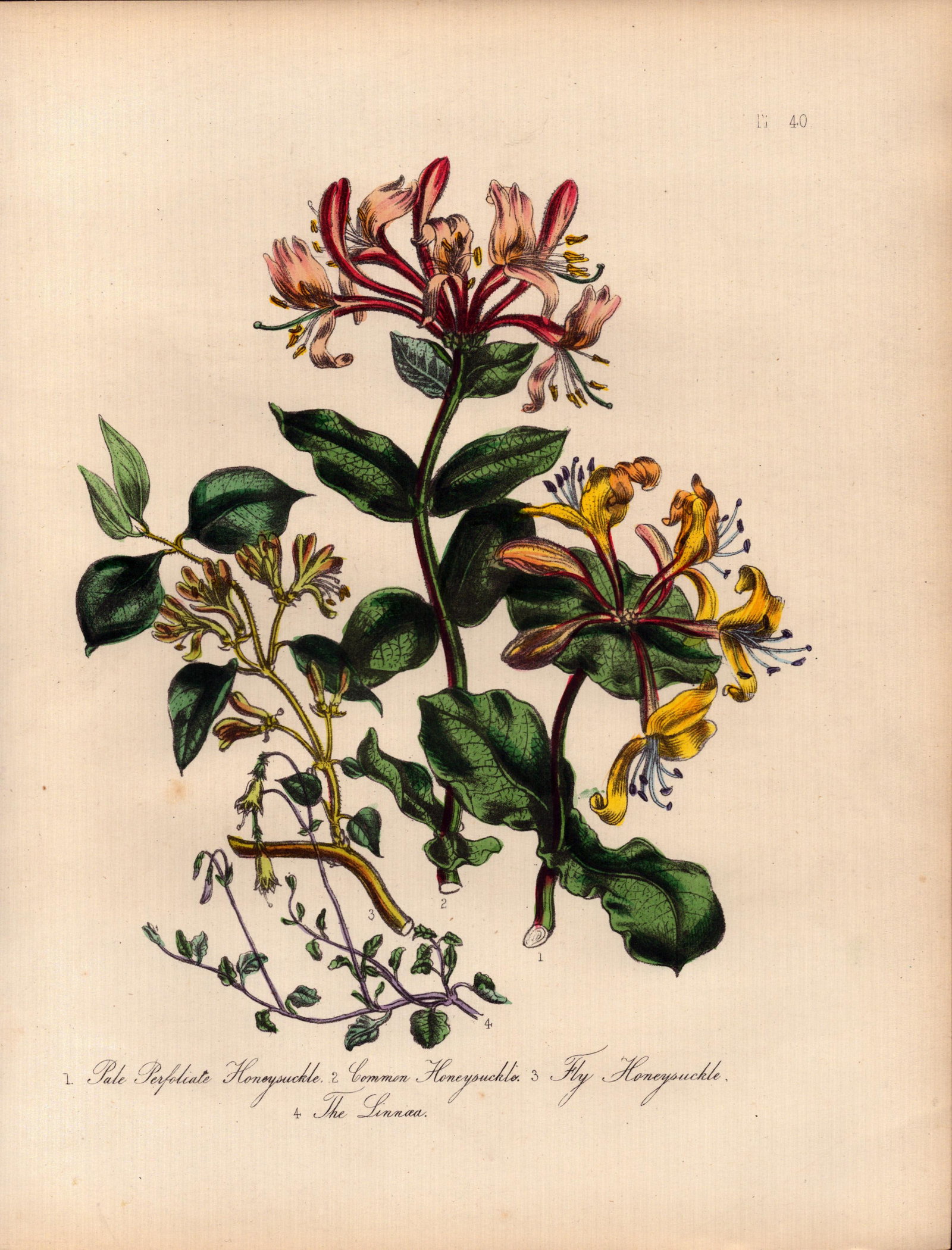 Rare 165-Yr-Old Antique Wildflower Gilt-Edged Illustration Jane Webb Loudon-40. (1 of 2)