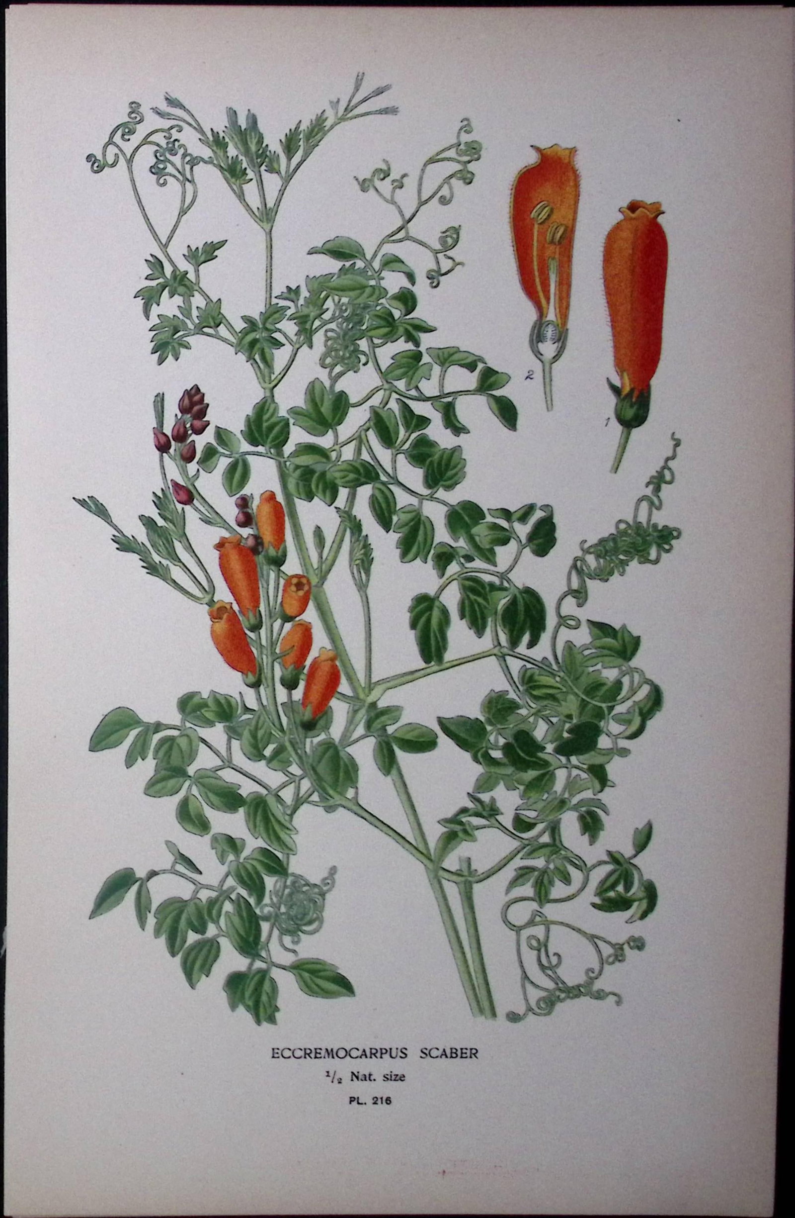 Chilean Glory Flower Edward Step Rare Antique Botanical Book Plate-216: Title: Chilean Glory Flower Edward Step Rare Antique Botanical Book Plate-216 Description: This Rare Beautiful Chromolithograph Was Removed from a Circa 1897 Antique Edition of. The Favourite Flowers