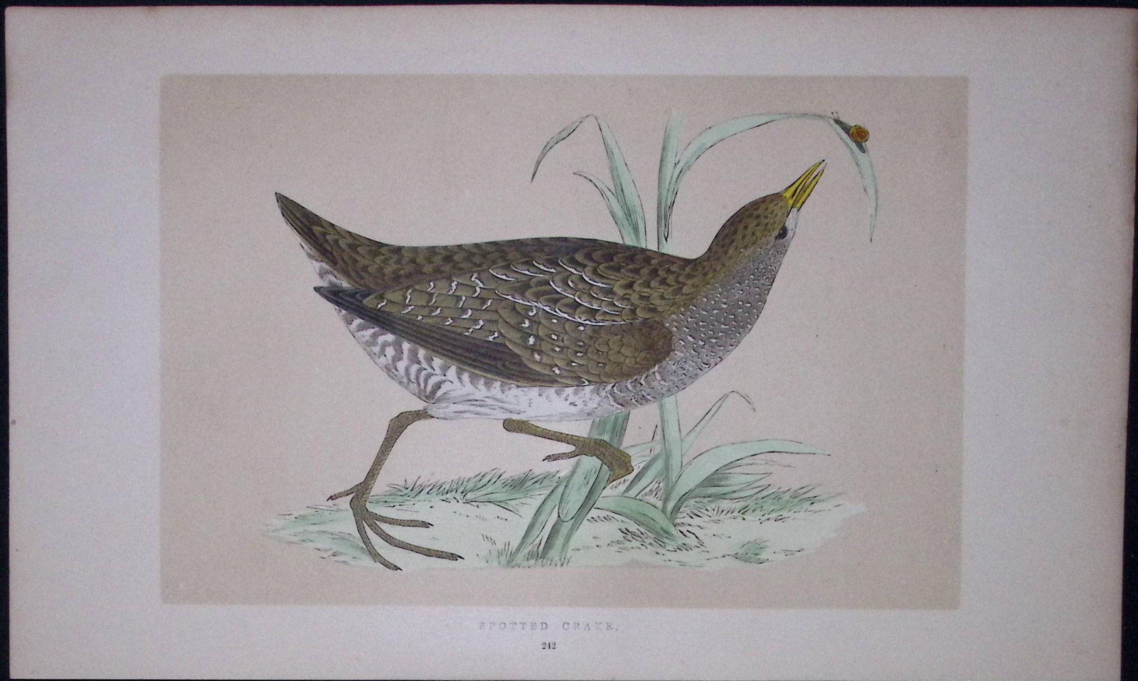 Spotted Crake Bird- Rev Morris First Edition Antique Woodblock Engraving-61: Title: Spotted Crake Bird- Rev Morris First Edition Antique Woodblock Engraving-61 Description: This Chromolithographic Woodblock Engraving Has Been Removed from a First Antique Edition of. Rev F O