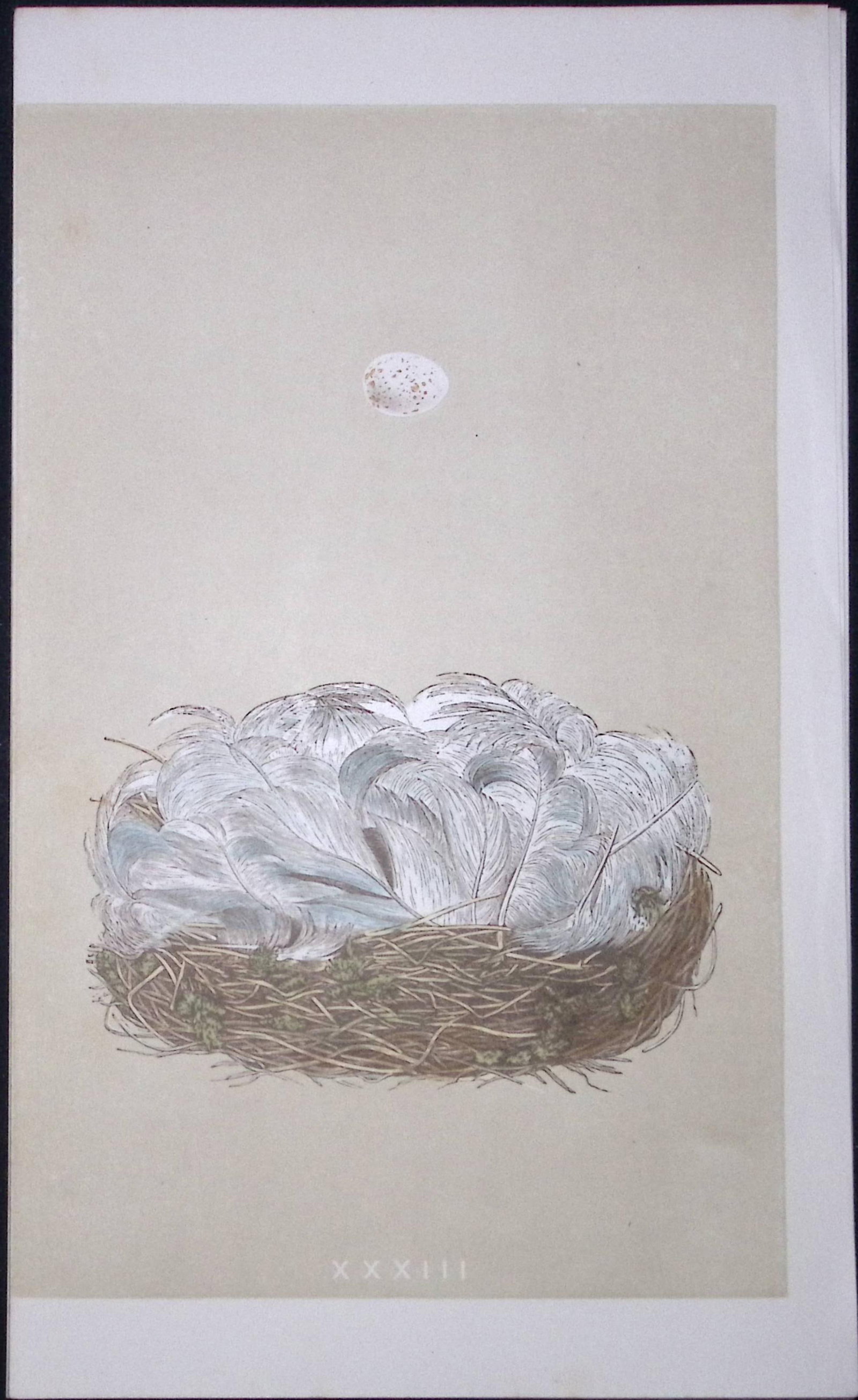 Rev Morris Blue Tit Bird Nest & Egg Antique Woodblock Engraving-8a: Title: Rev Morris Blue Tit Bird Nest & Egg Antique Woodblock Engraving-8a Description: This Original Antique Colour Engraved Plate Was Removed from a First Edition of. The Rev FO Morri