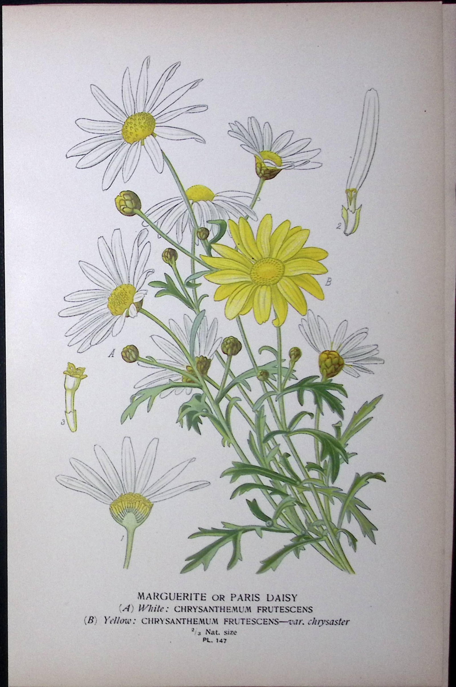 Marguerite or Paris Daisy Edward Step Rare Antique Botanical Book Plate-147: Title: Marguerite or Paris Daisy Edward Step Rare Antique Botanical Book Plate-147 Description: This Rare Beautiful Chromolithograph Was Removed from a Circa 1897 Antique Edition of. The F