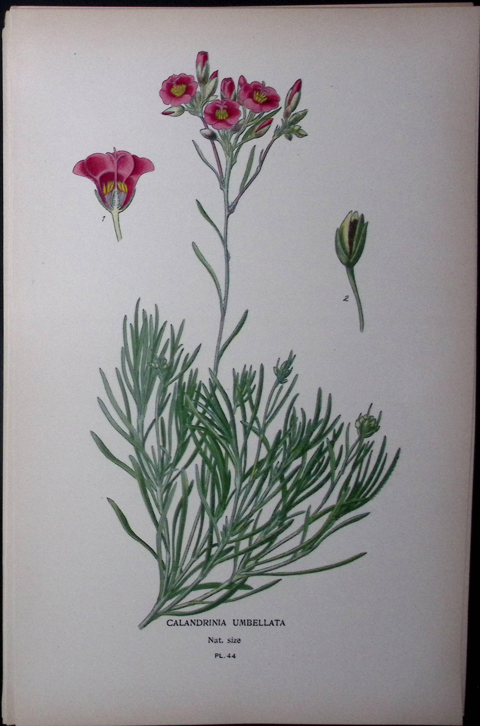 Rock Purslane Edward Step Rare Antique Botanical Book Plate-44: Title: Rock Purslane Edward Step Rare Antique Botanical Book Plate-44 Description: This Rare Beautiful Chromolithograph Was Removed from a Circa 1897 Antique Edition of. The Favourite Flowers o