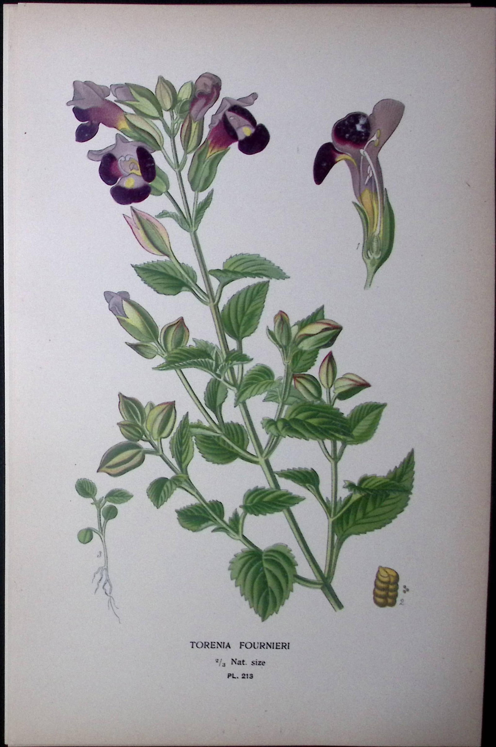 Wishbone Flower Edward Step Rare Antique Botanical Book Plate-213: Title: Wishbone Flower Edward Step Rare Antique Botanical Book Plate-213 Description: This Rare Beautiful Chromolithograph Was Removed from a Circa 1897 Antique Edition of. The Favourite Flower