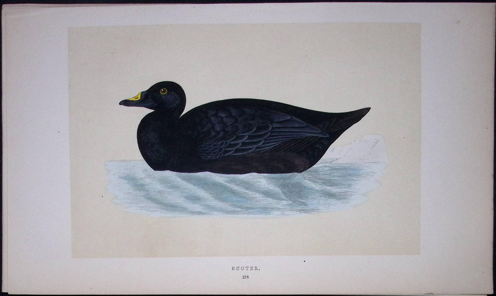 Scoter Bird- Rev Morris First Edition Antique Woodblock Engraving-97 (1 of 1)