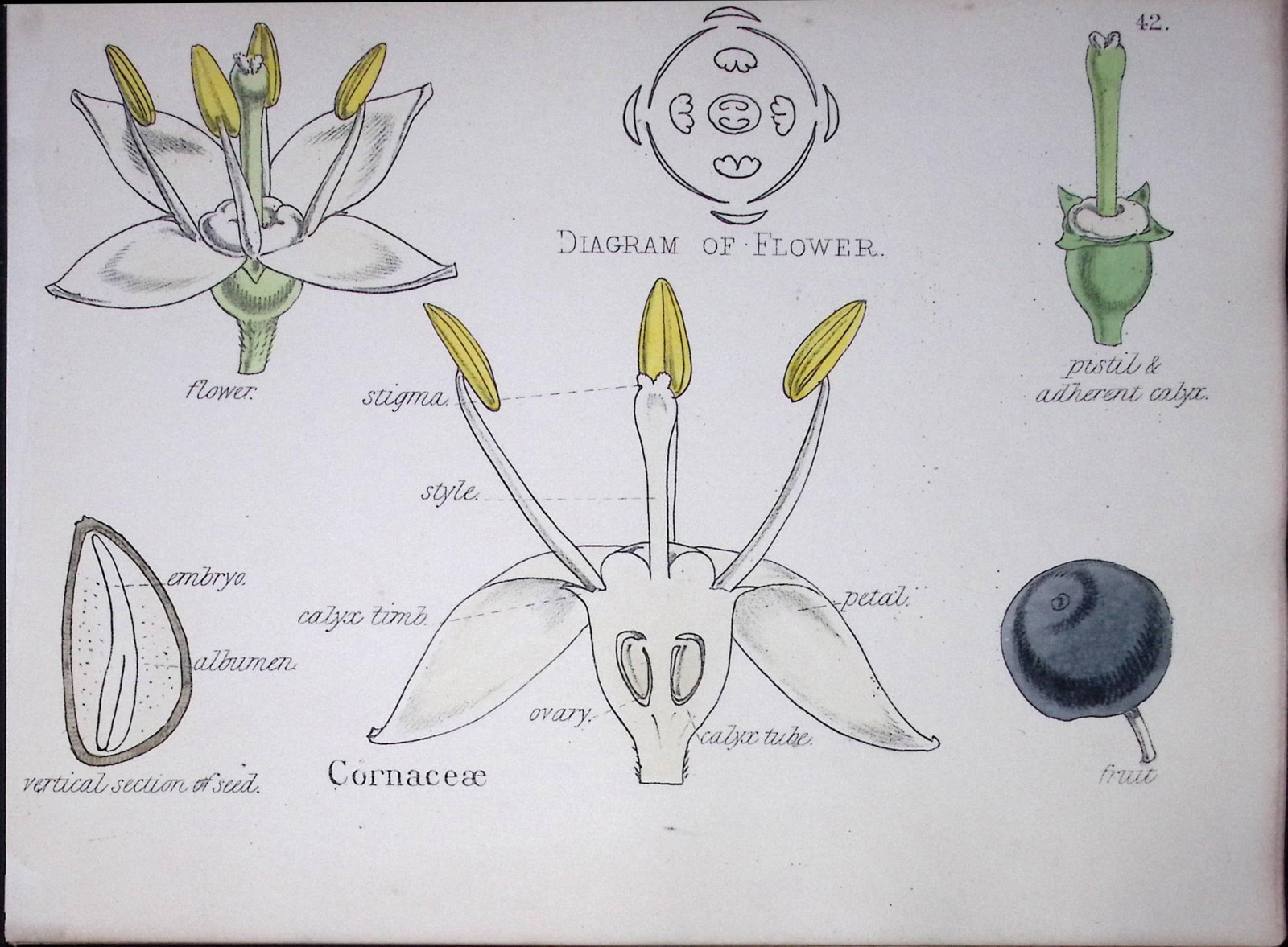 Dogwood Botanical Flower Diagram Rare Antique First Edition Illustration-42 (1 of 2)