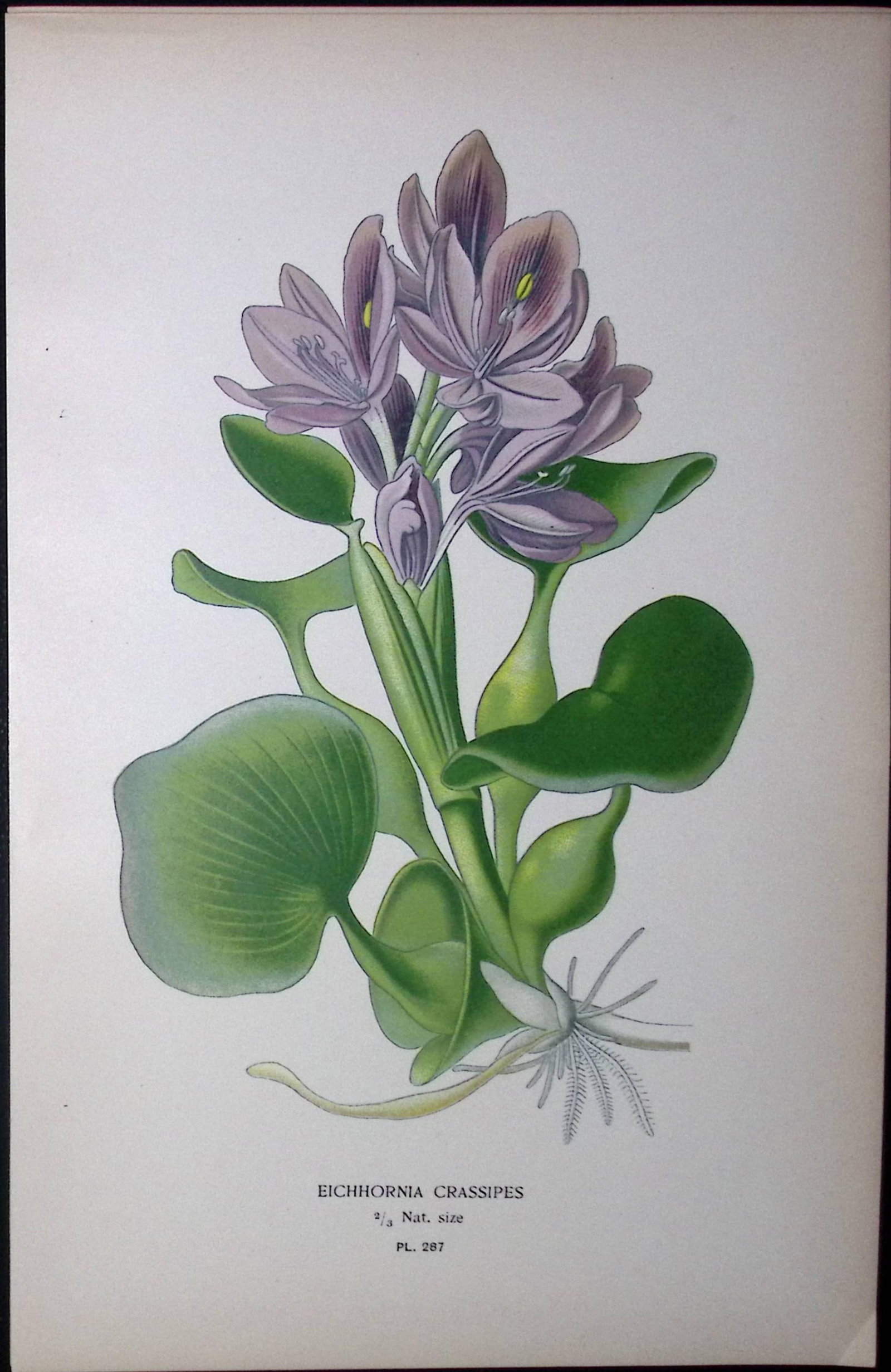 Garden Hyacinth Edward Step Rare Antique Botanical Book Plate-277: Title: Garden Hyacinth Edward Step Rare Antique Botanical Book Plate-277 Description: This Rare Beautiful Chromolithograph Was Removed from a Circa 1897 Antique Edition of. The Favourite Flowers of