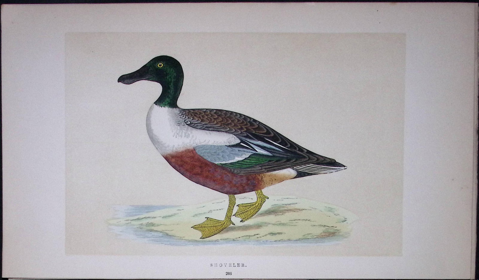 Shoveler Bird- Rev Morris First Edition Antique Woodblock Engraving-85 (1 of 1)