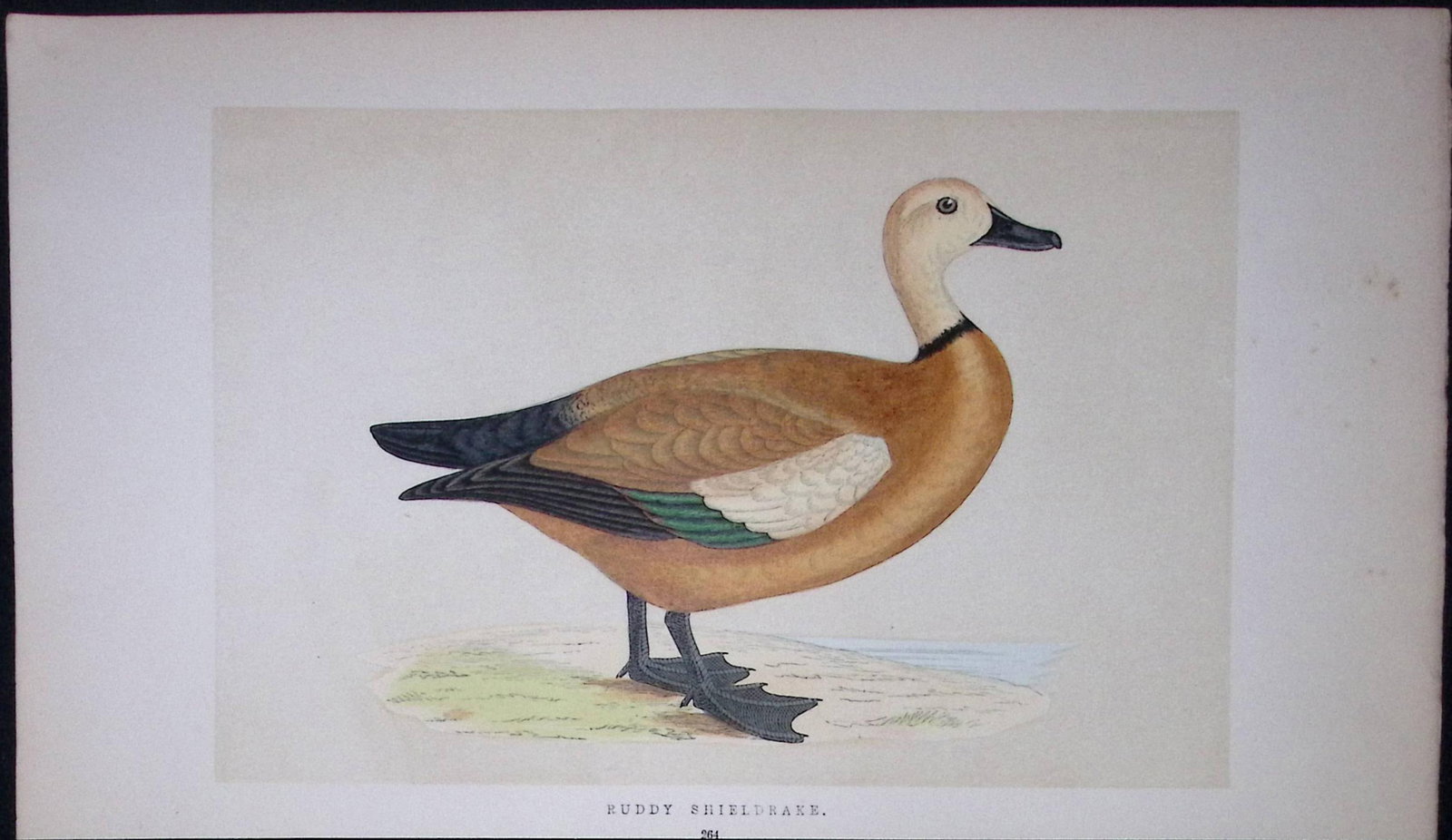 Ruddy Shieldrake Bird- Rev Morris First Edition Antique Woodblock Engraving-83 (1 of 1)