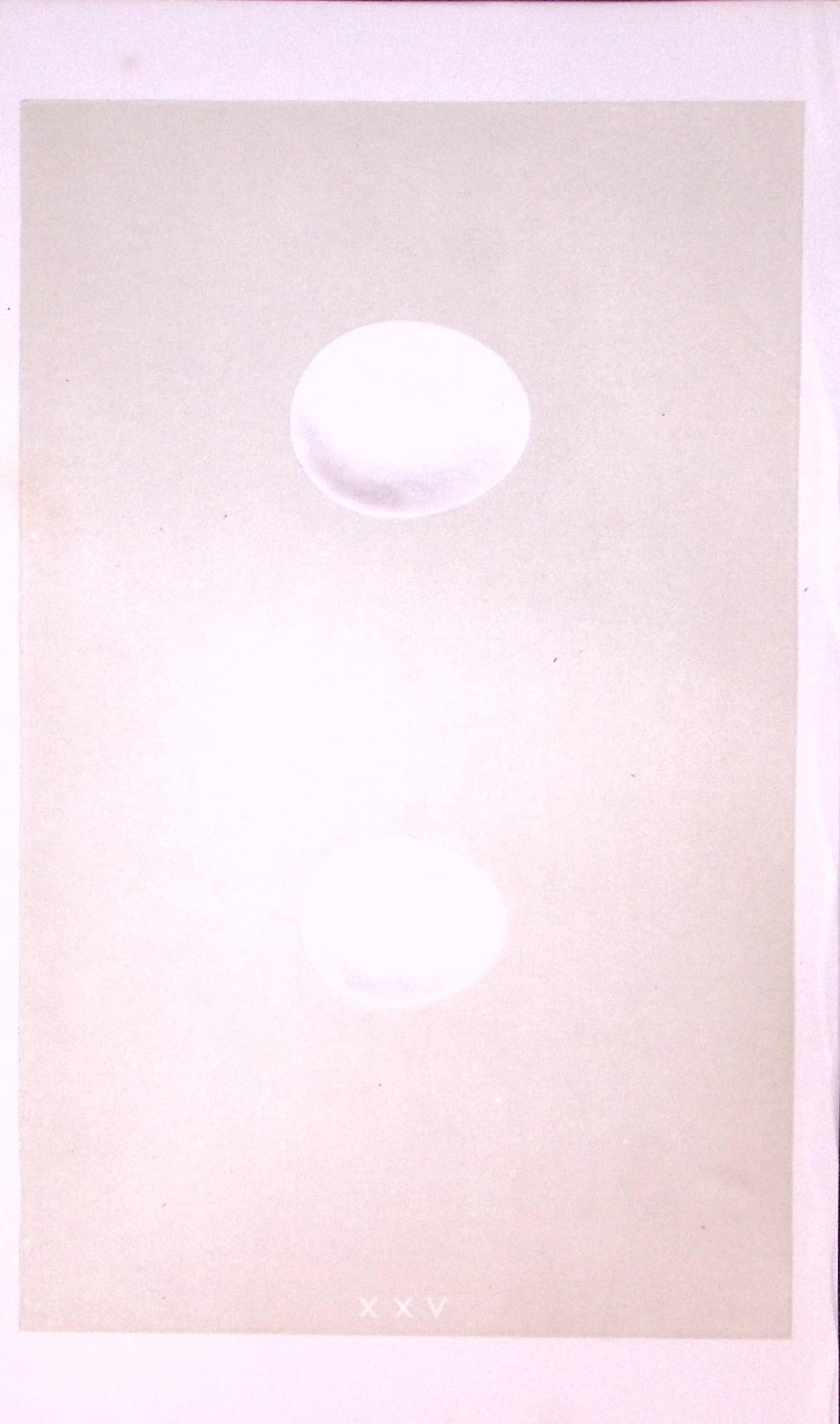 Snowy & Tawny Owl Bird Egg- Rev Morris Antique Woodblock Engraving-8 (1 of 1)