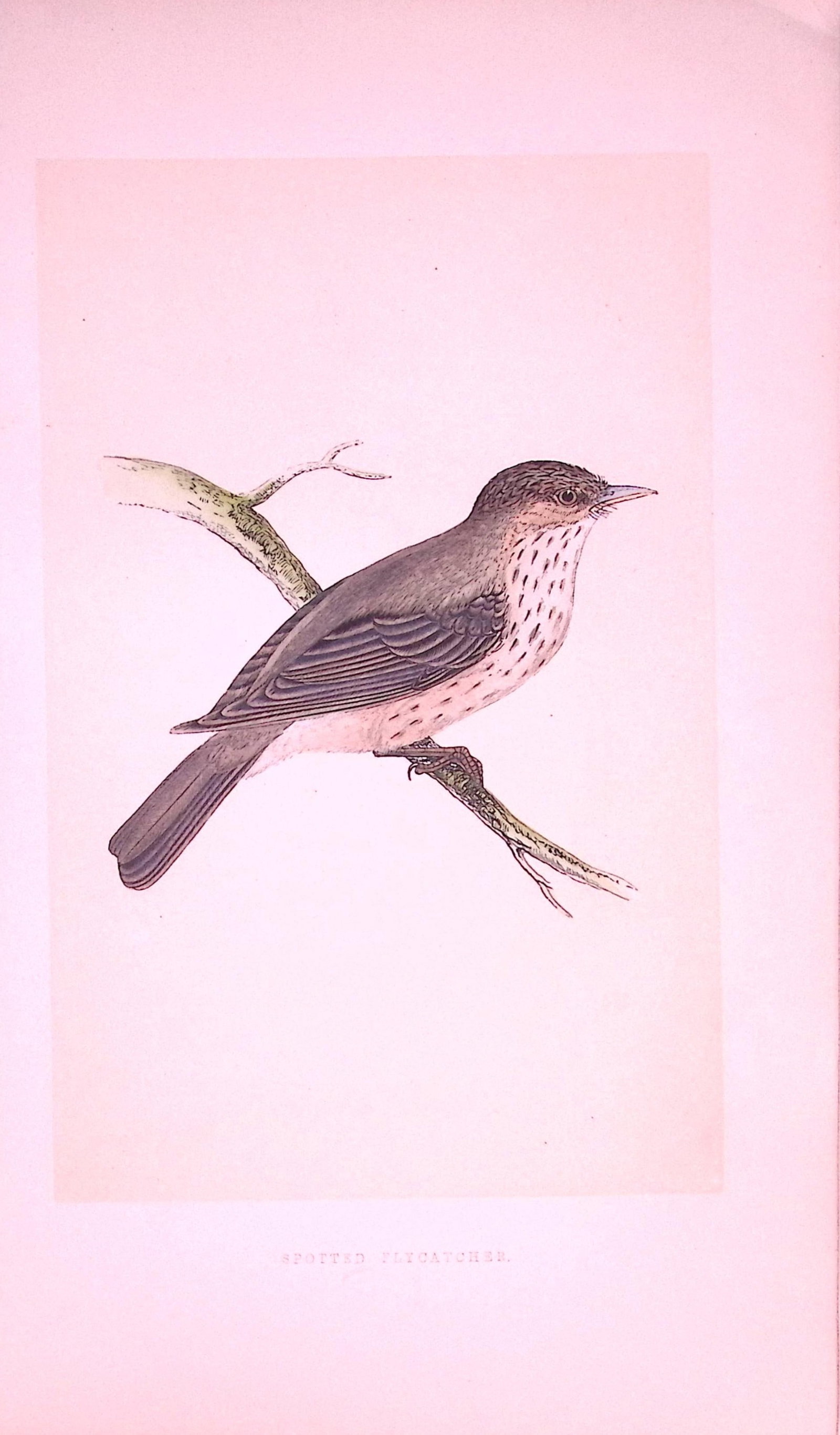 Spotted-Flycatcher Bird- Rev Morris First Edition Antique Woodblock Engraving-44 (1 of 2)