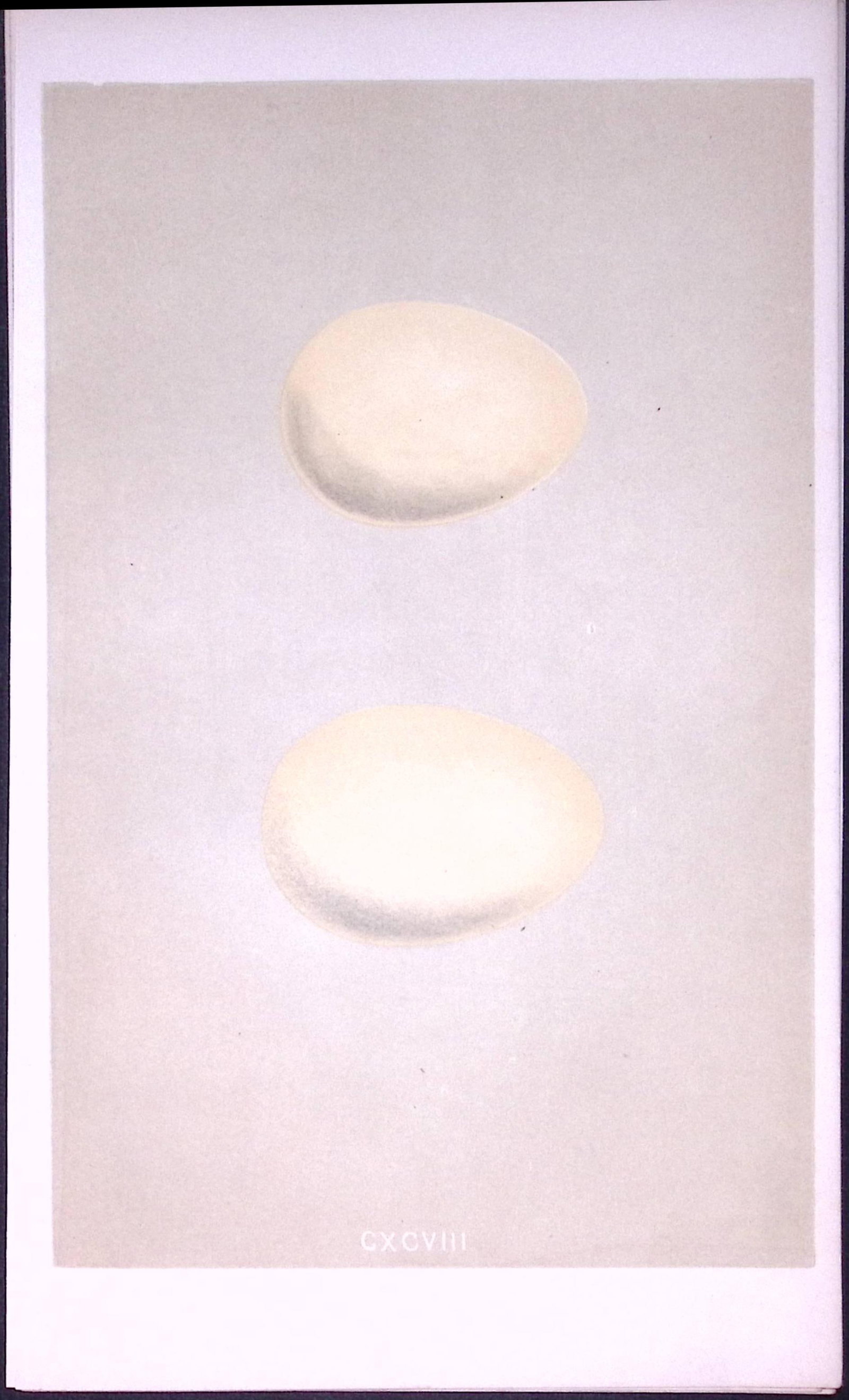 Harlequin & Long Tailed Duck Bird Egg- Rev Morris Antique Woodblock Engraving-30 (1 of 1)