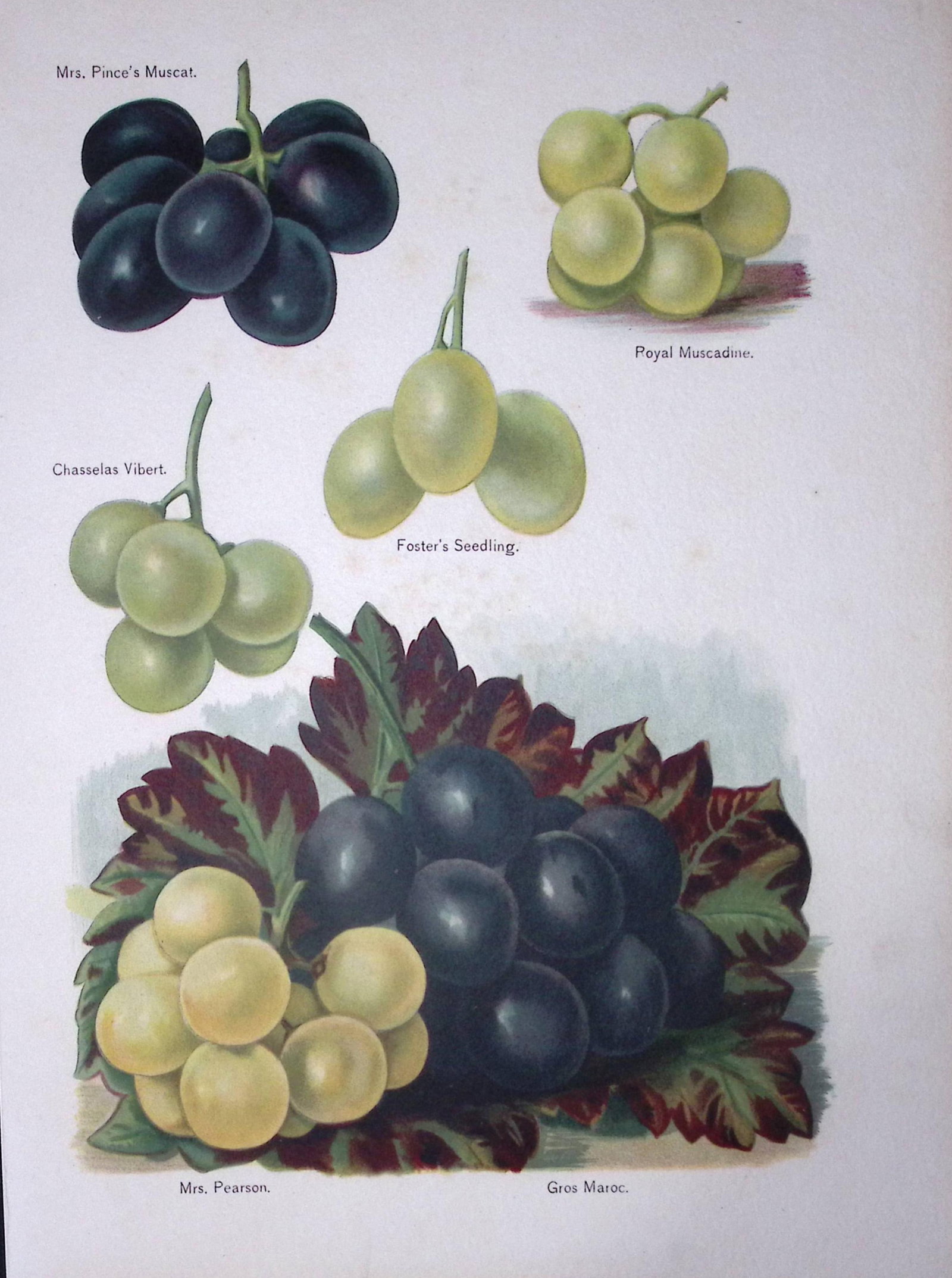 Grapes Vibert Muscat, Maroc, Muscadine Fruit Antique Mary Rivers Illustration-2.: Title: Grapes Vibert Muscat, Maroc, Muscadine Fruit Antique Mary Rivers Illustration-2. Description: This Chromolithographed Print Measure Approximately 10 X 8 (Inches) 274. x 213.36