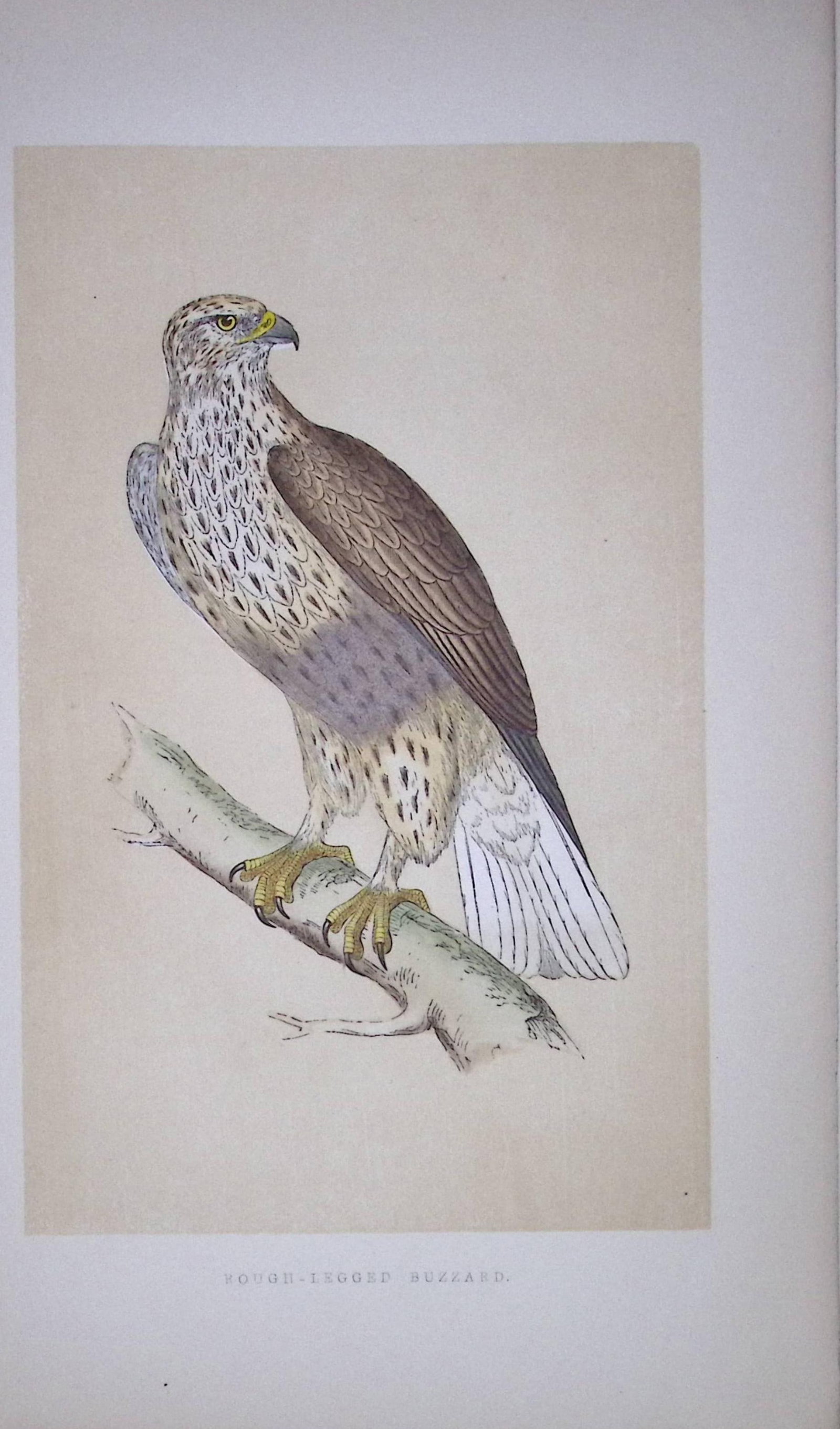 Rough-Legged Buzzard Bird- Rev Morris First Edition Antique Woodblock Engraving-8: Title: Rough-Legged Buzzard Bird- Rev Morris First Edition Antique Woodblock Engraving-8 Description: This Chromolithographic Woodblock Engraving Has Been Removed from a First Antique Edition of. Rev
