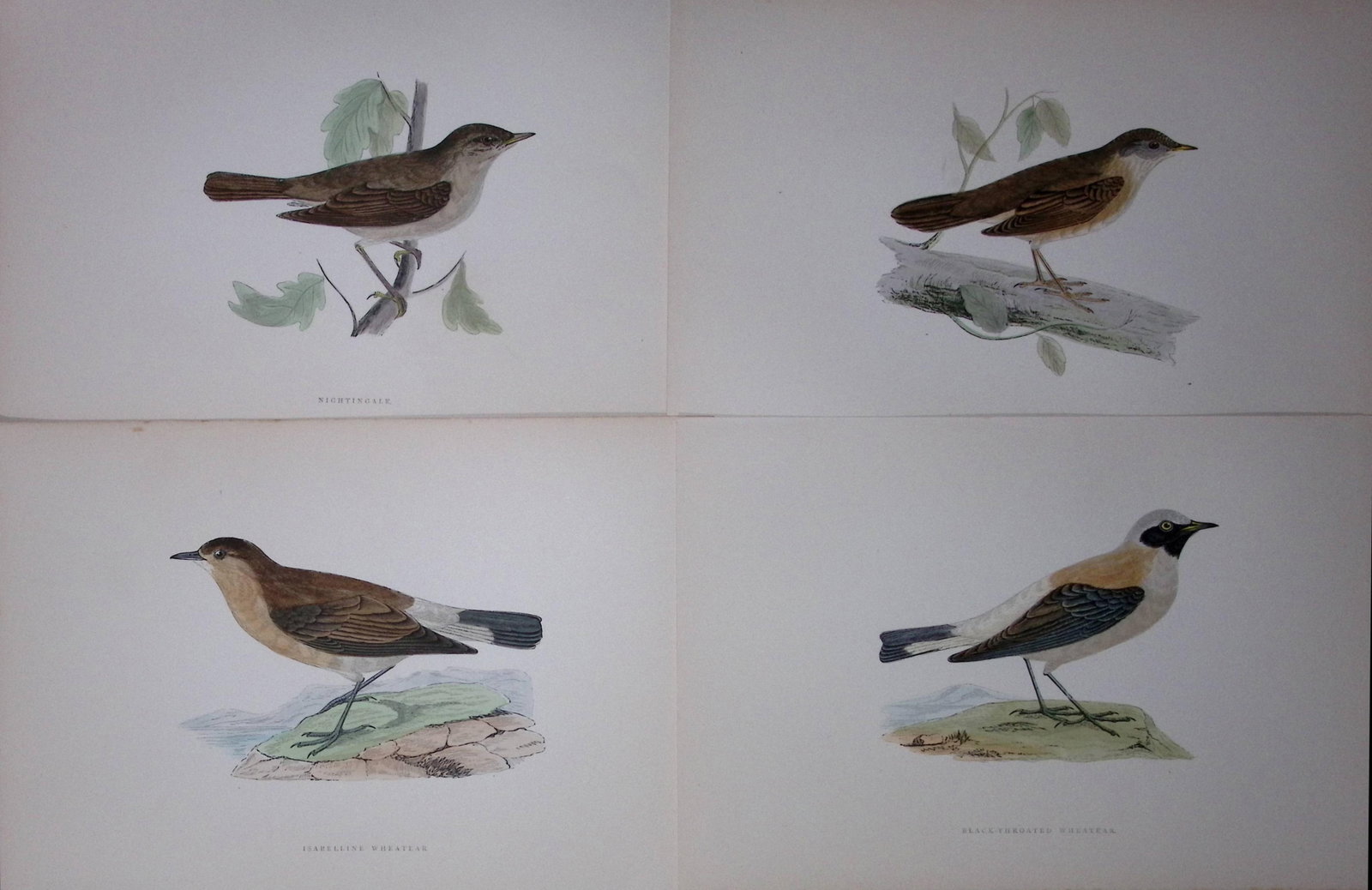 Job-Lot Rev Morris History of British Birds 130 Yrs-Old Antique Engravings-9: Title: Job-Lot Rev Morris History of British Birds 130 Yrs-Old Antique Engravings-9 Description: These 4 Chromolithographic Engraved Plates Has Been Removed from an Antique Edition of. Rev F O Morris