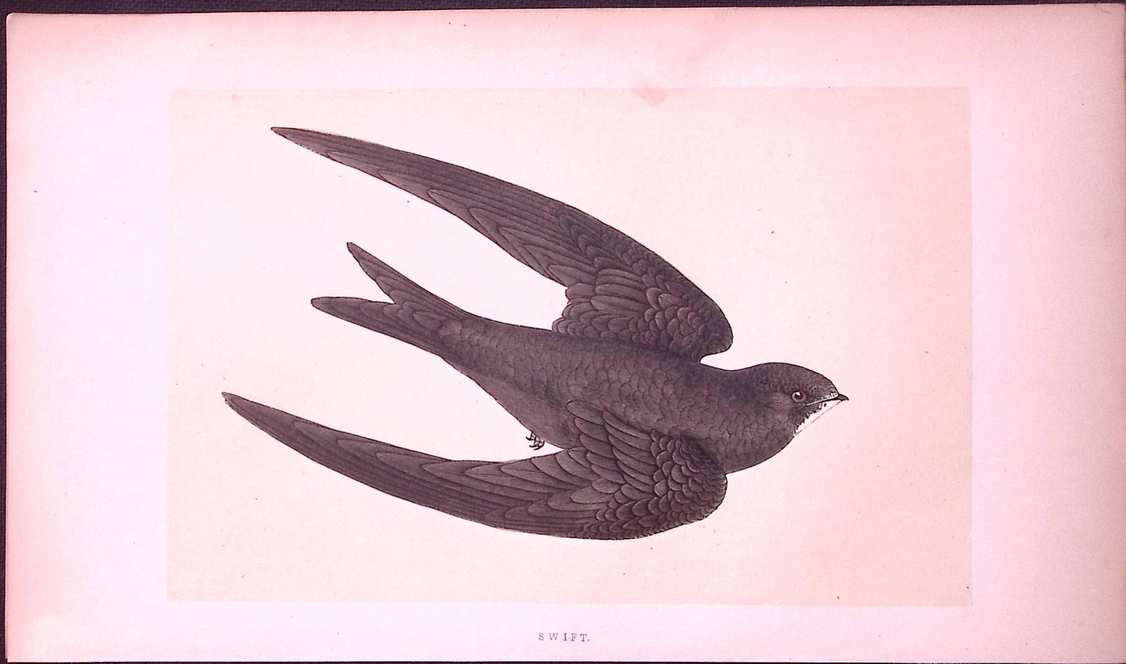 Swift Bird- Rev Morris First Edition Antique Woodblock Engraving-127: Title: Swift Bird- Rev Morris First Edition Antique Woodblock Engraving-127 Description: This Chromolithographic Woodblock Engraving Has Been Removed from a First Antique Edition of. Rev F O Morris A