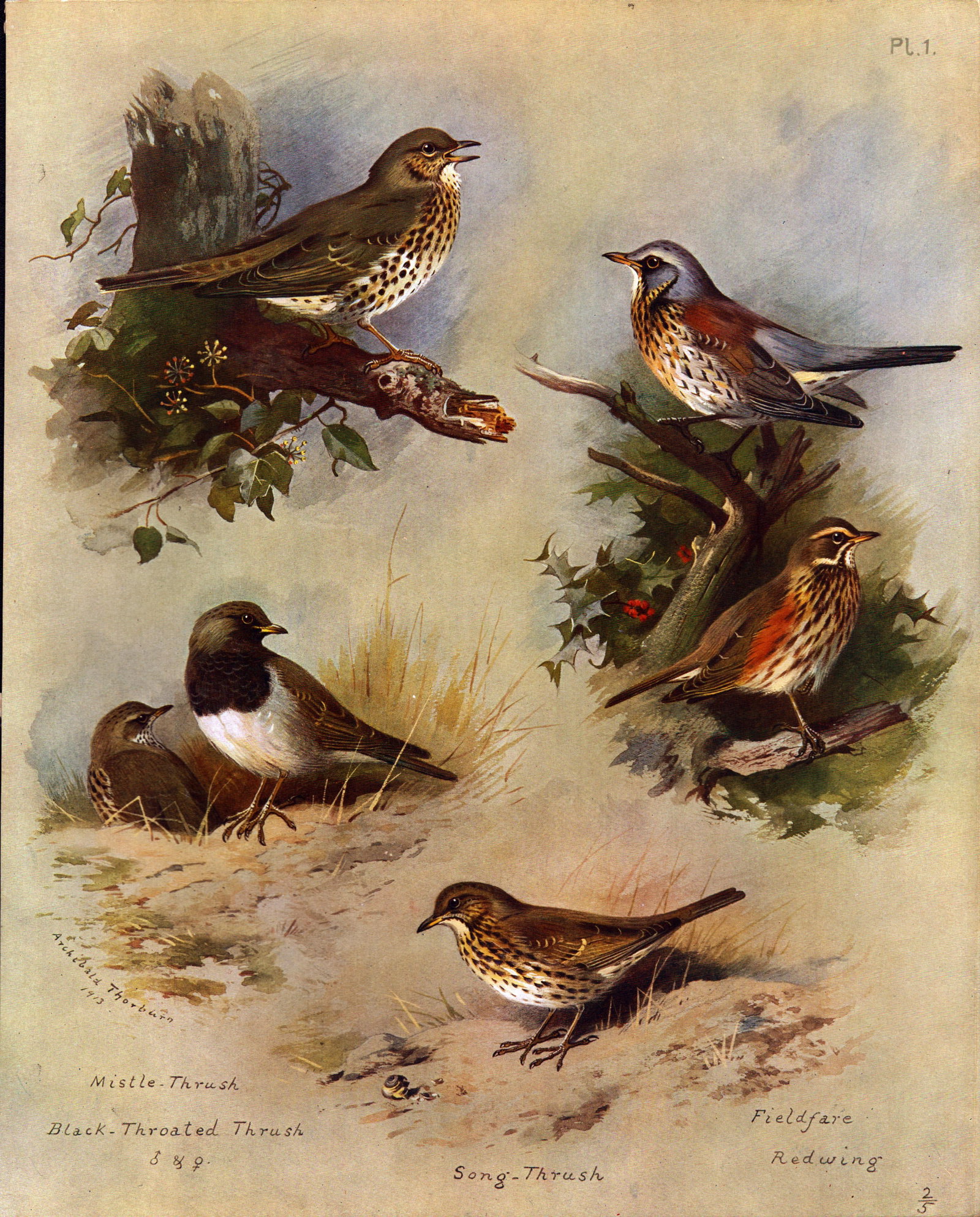 The Thrush Family Archibald Thorburn Antique 1916 Large Bird Lithograph-1. (1 of 2)