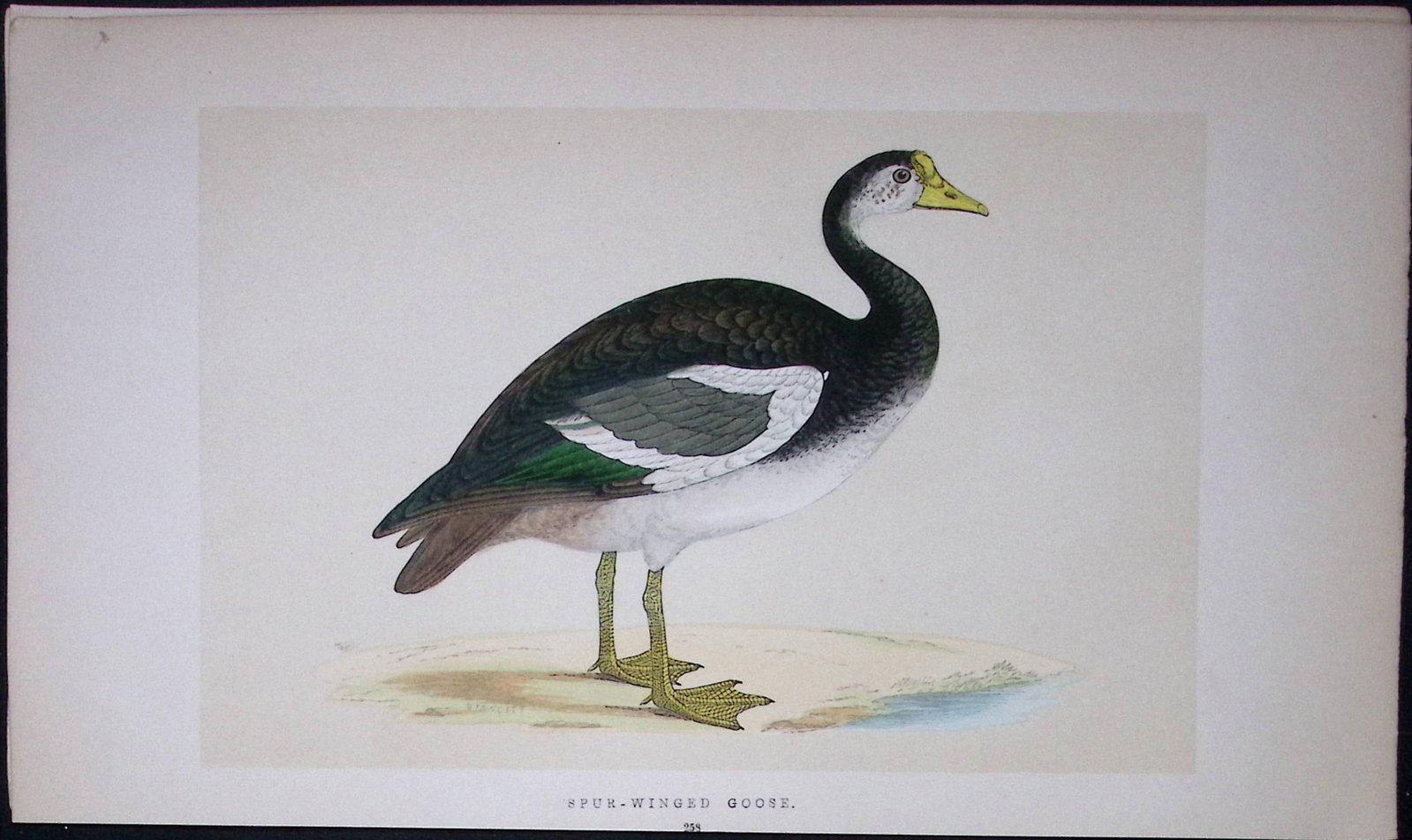Spur-Winged Goose Bird- Rev Morris First Edition Antique Woodblock Engraving-77 (1 of 1)