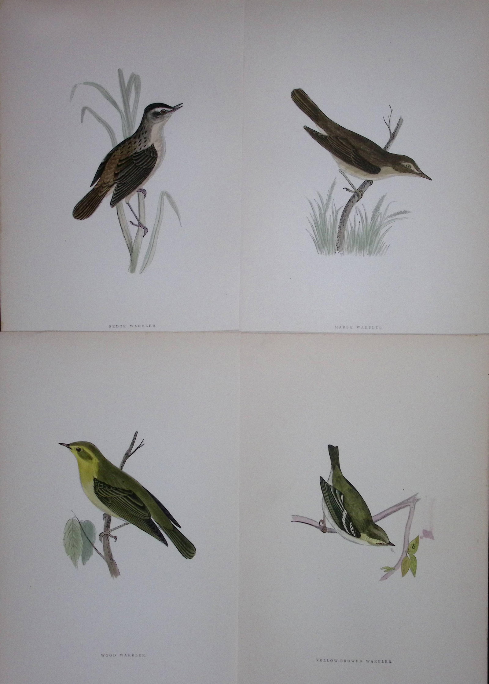 Job-Lot Rev Morris History of British Birds 130 Yrs-Old Antique Engravings-16: Title: Job-Lot Rev Morris History of British Birds 130 Yrs-Old Antique Engravings-16 Description: These 4 Chromolithographic Engraved Plates Has Been Removed from an Antique Edition of. Rev F O