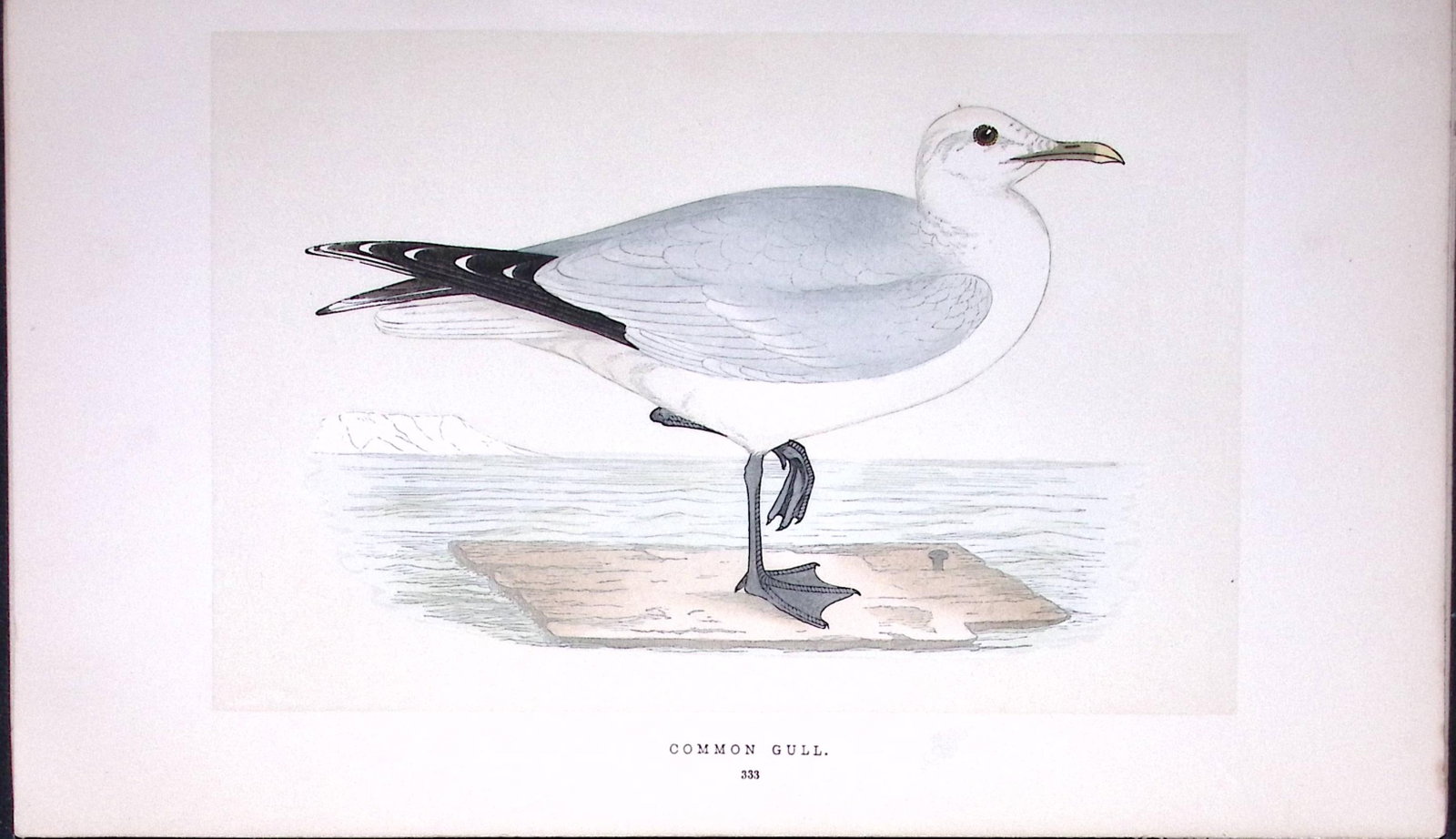 Common Gull Bird- Rev Morris First Edition Antique Woodblock Engraving-206 (1 of 1)