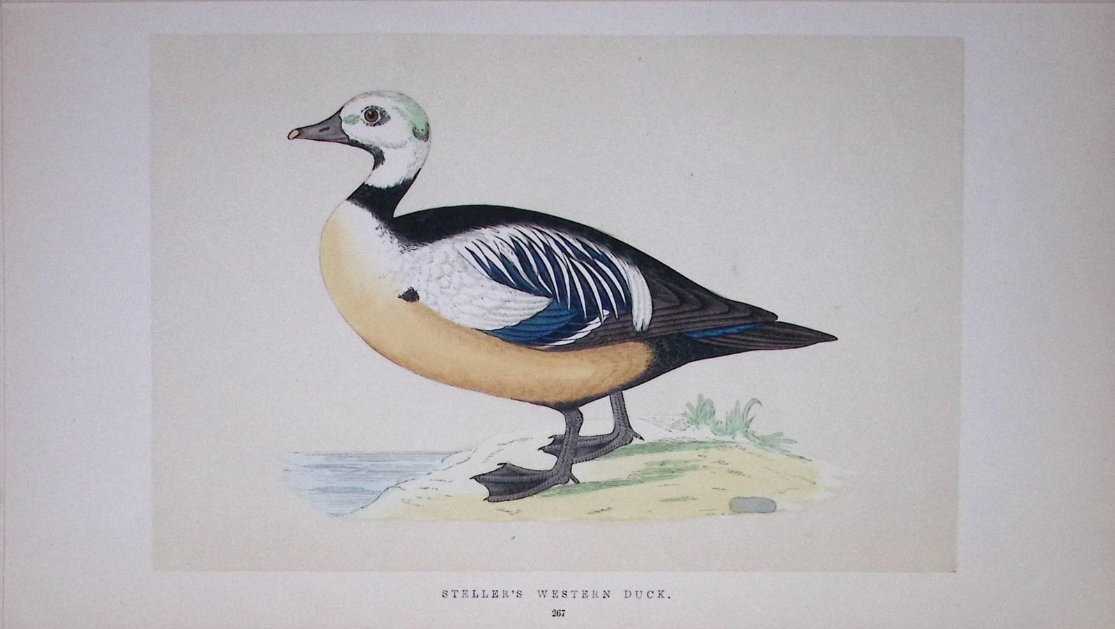 Steller’s Western Duck Bird- Rev Morris First Edition Antique Woodblock Engraving-94 (1 of 1)