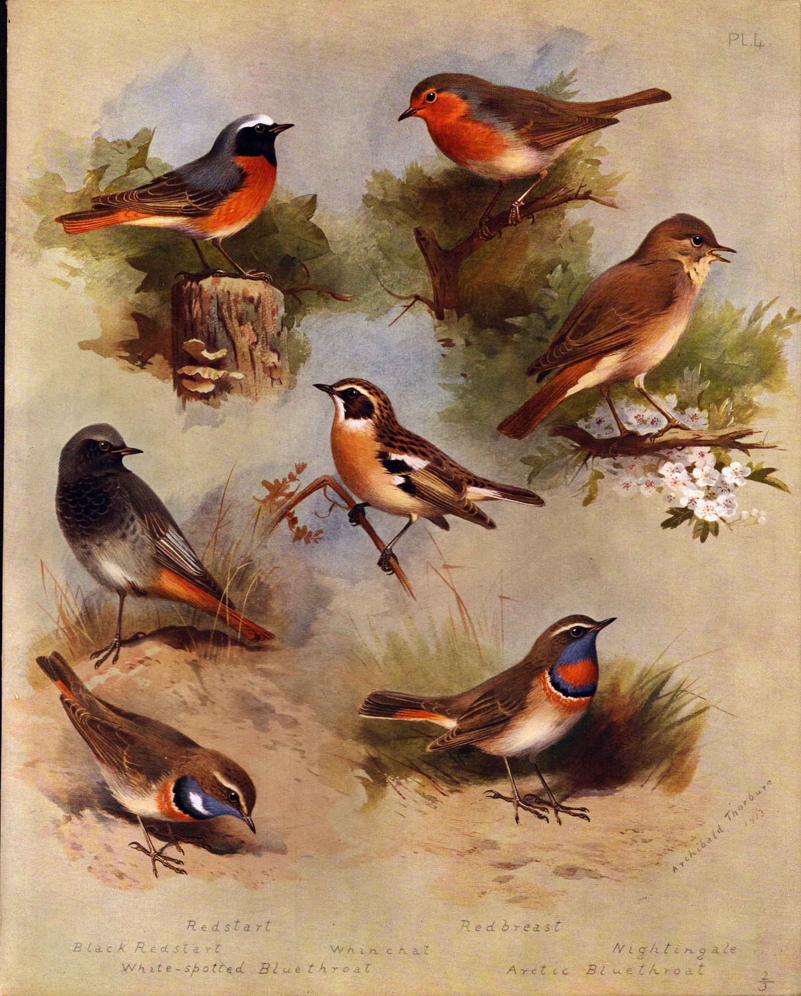 Archibald Thorburn Antique Scarce Large Bird Lithograph Garden Birds-4. (1 of 2)